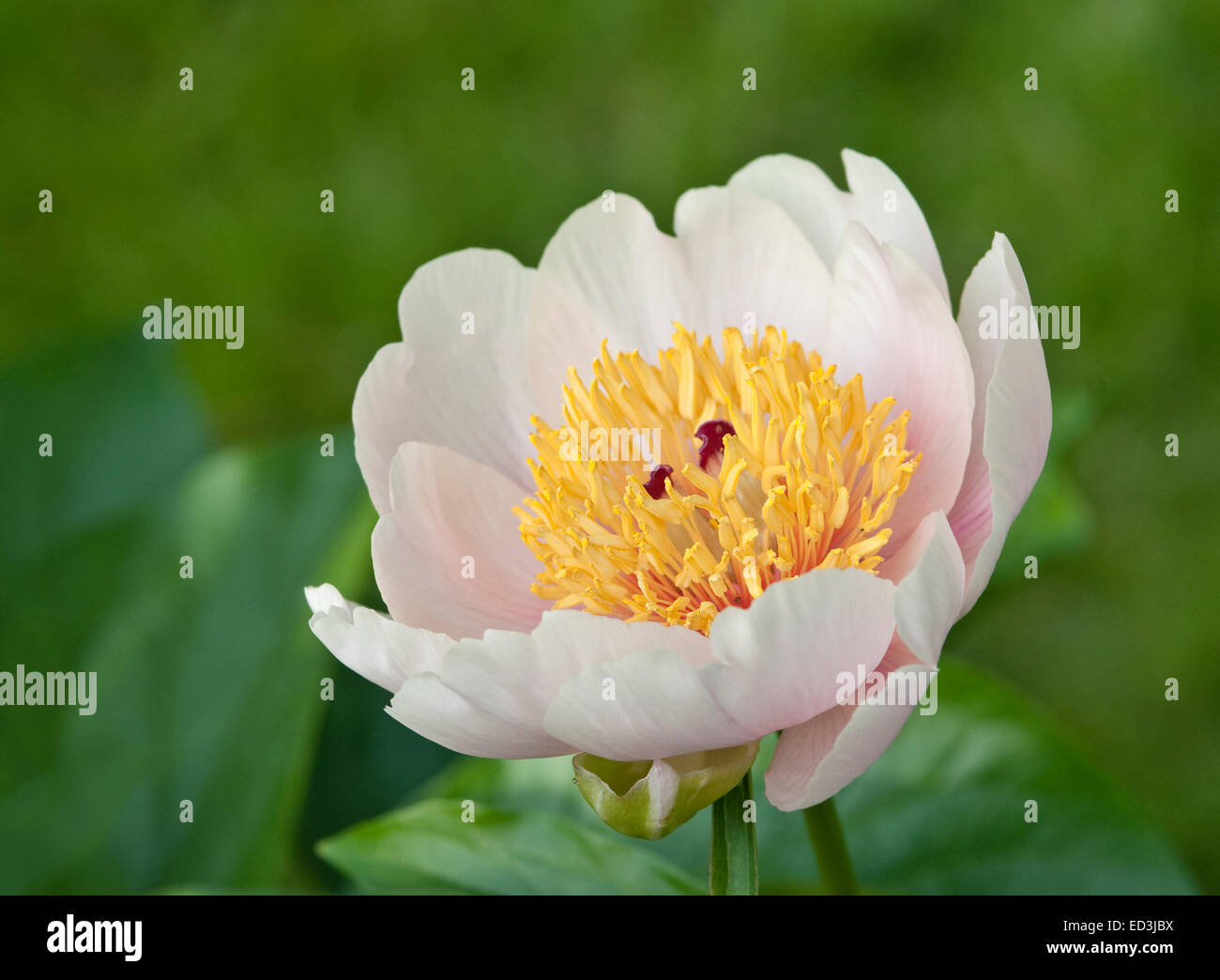 Paeonia 'Golden Wings' Banque D'Images