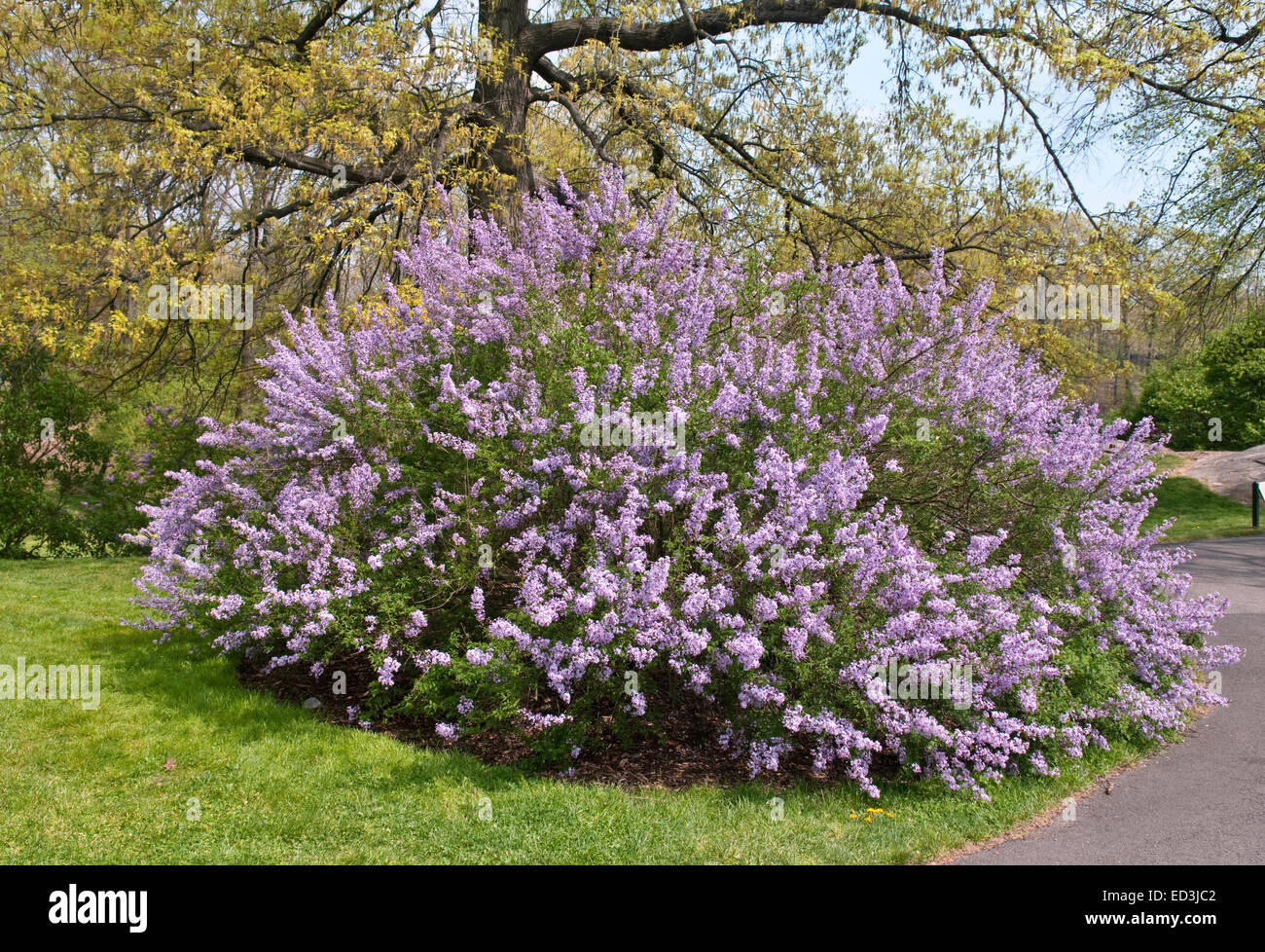 Cutleaf Lilac Tree - Syringa laciniata x Banque D'Images