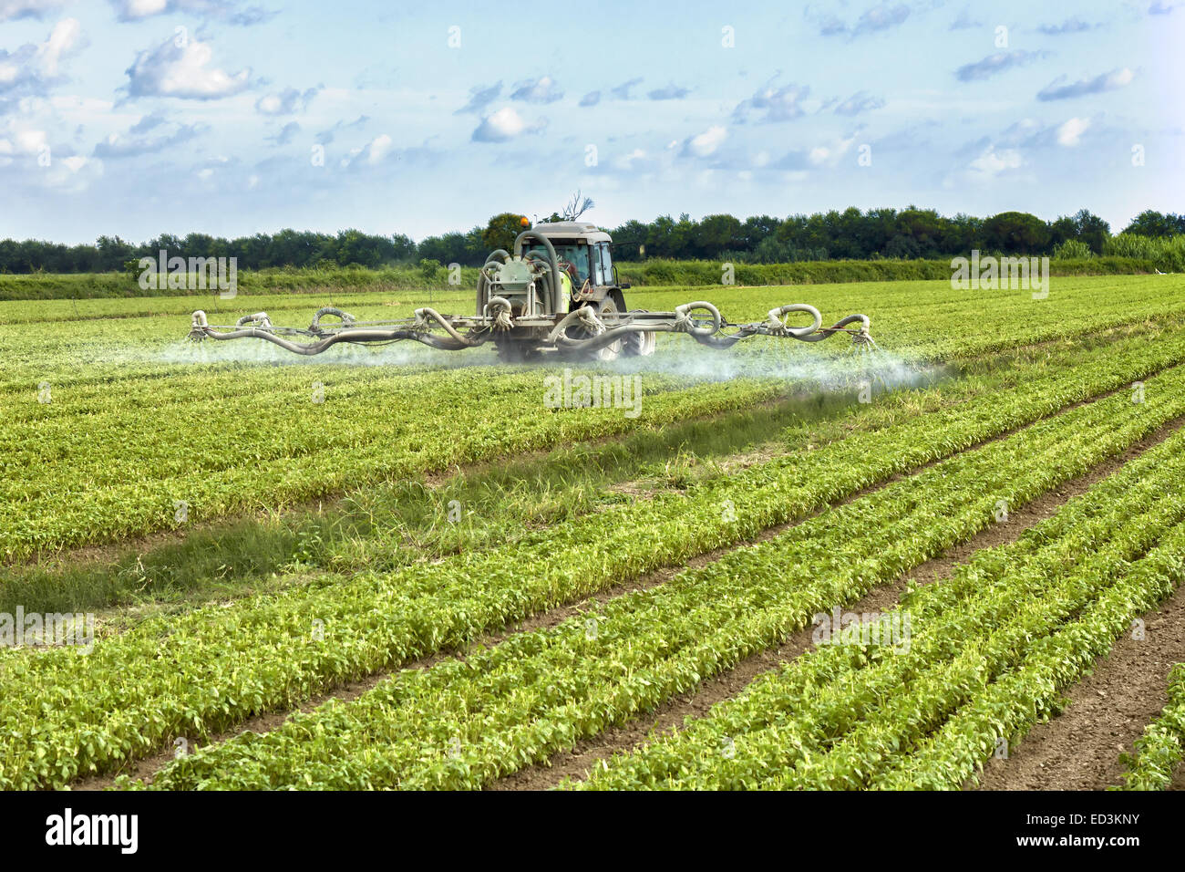 Le tracteur la pulvérisation de pesticides sur un champ Banque D'Images