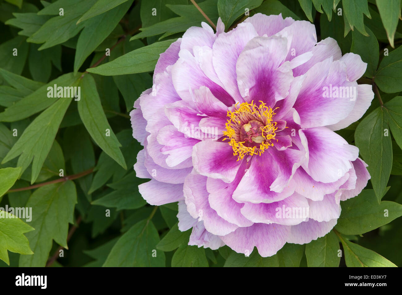 Pivoine arbustive - Paeonia 'Kronos' Banque D'Images