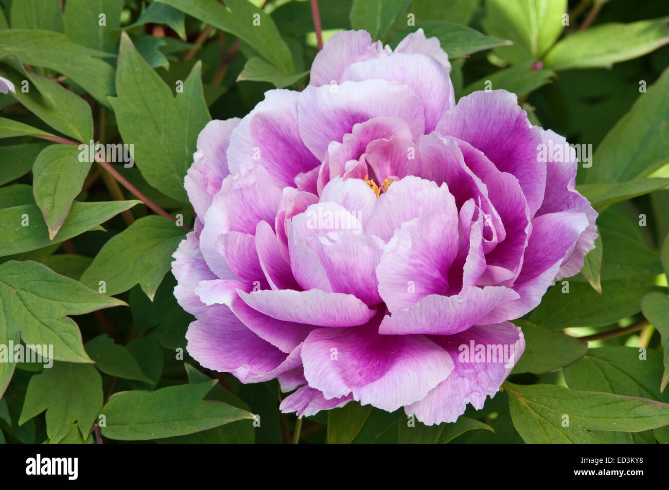 Pivoine arbustive - Paeonia 'Kronos' Banque D'Images
