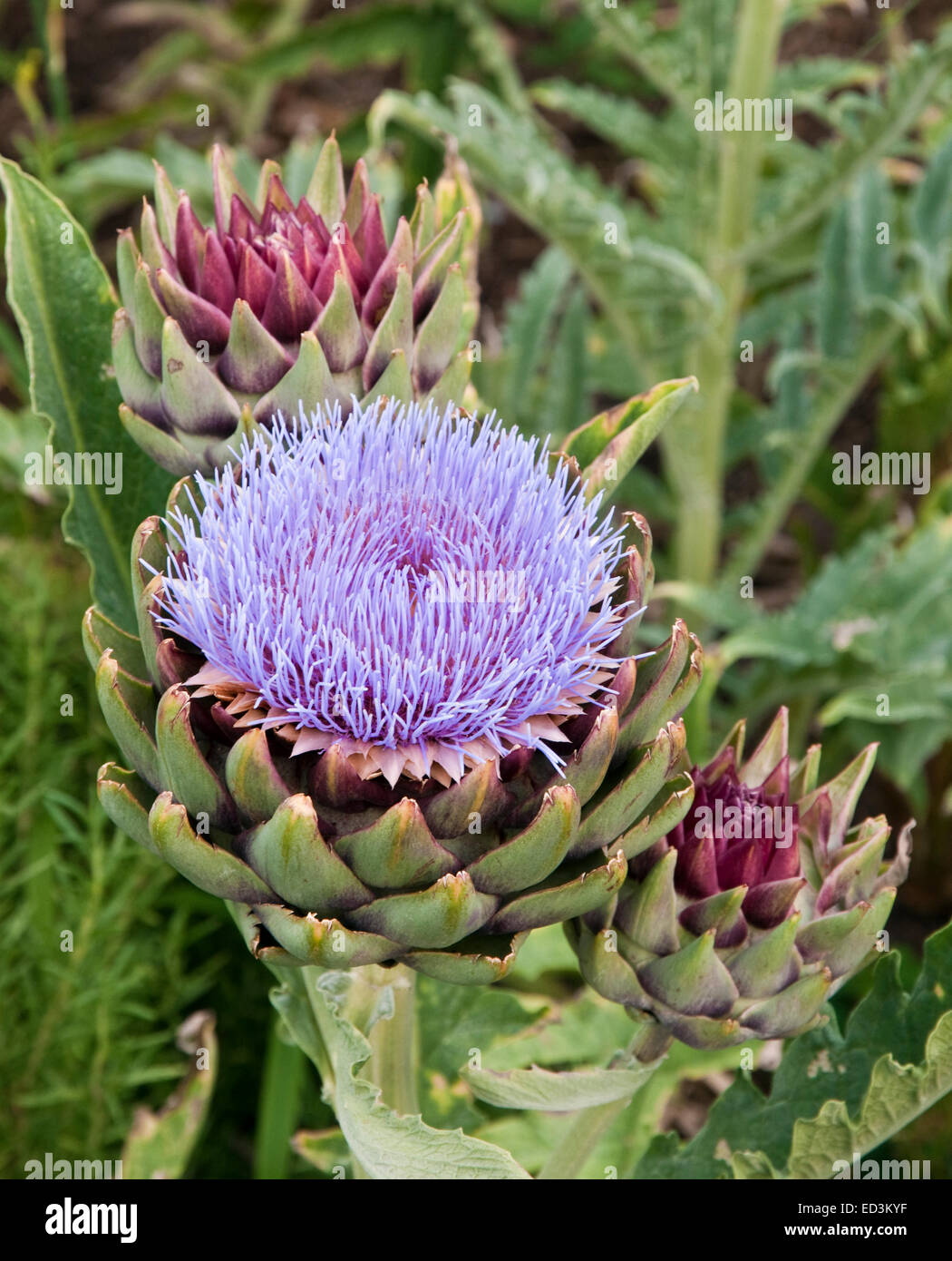 Artichaut - Cynara scolymus Banque D'Images