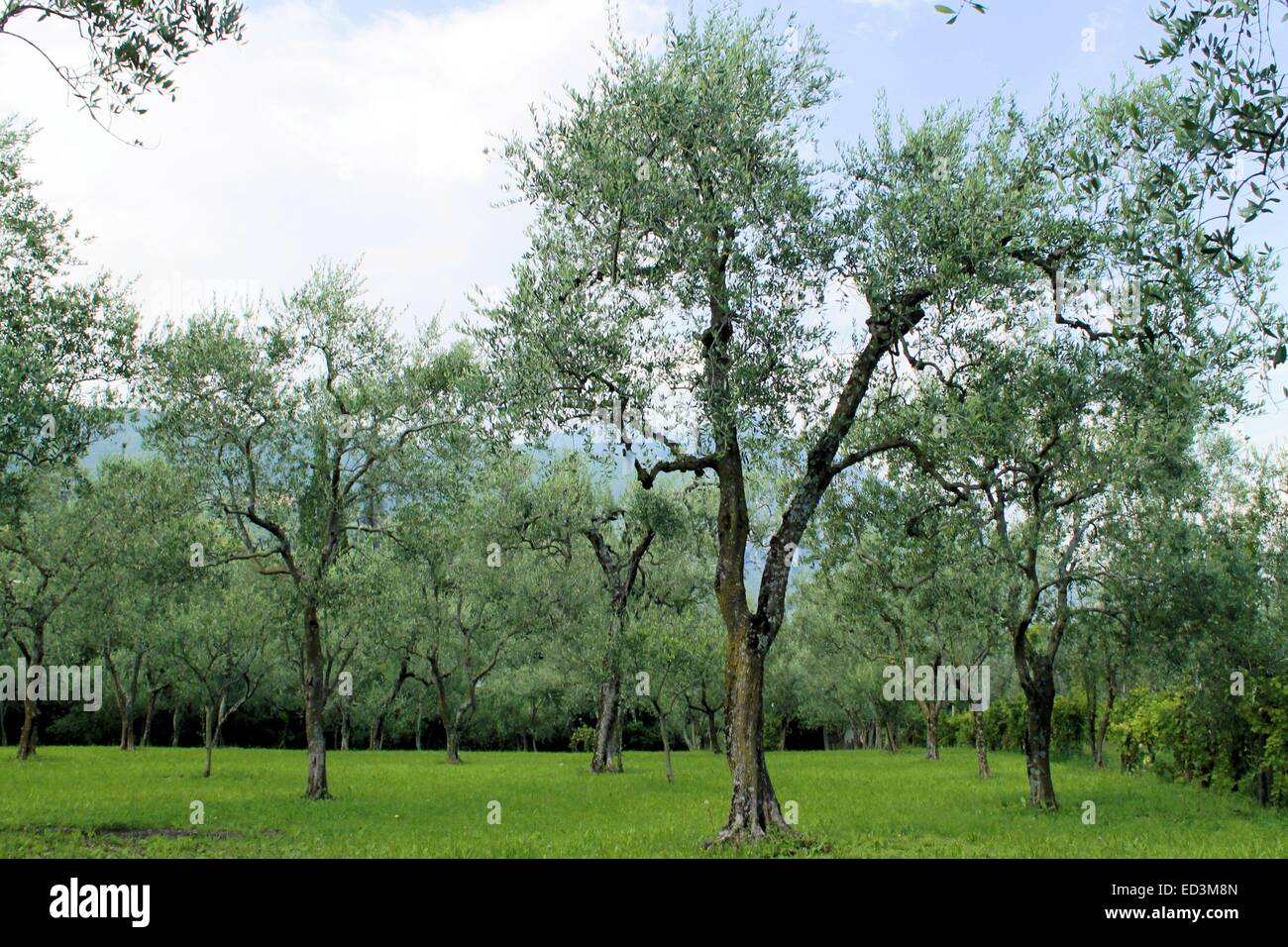 Olive Grove sur le lac de Garde en Italie du nord Banque D'Images