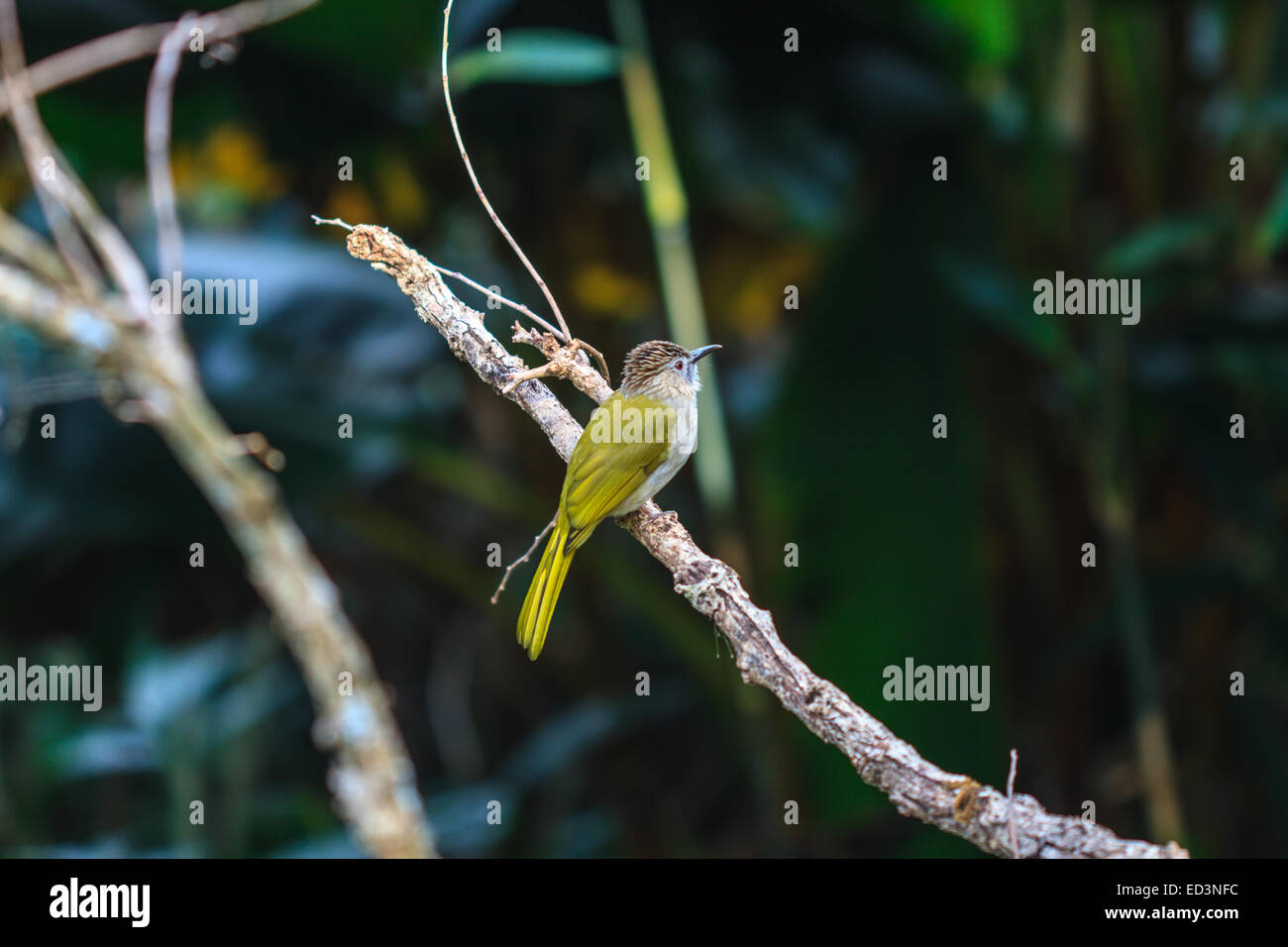 L'observation des oiseaux en forêt, montagne Bulbul ( mcclellandii ) dans la nature d'Ixos Banque D'Images