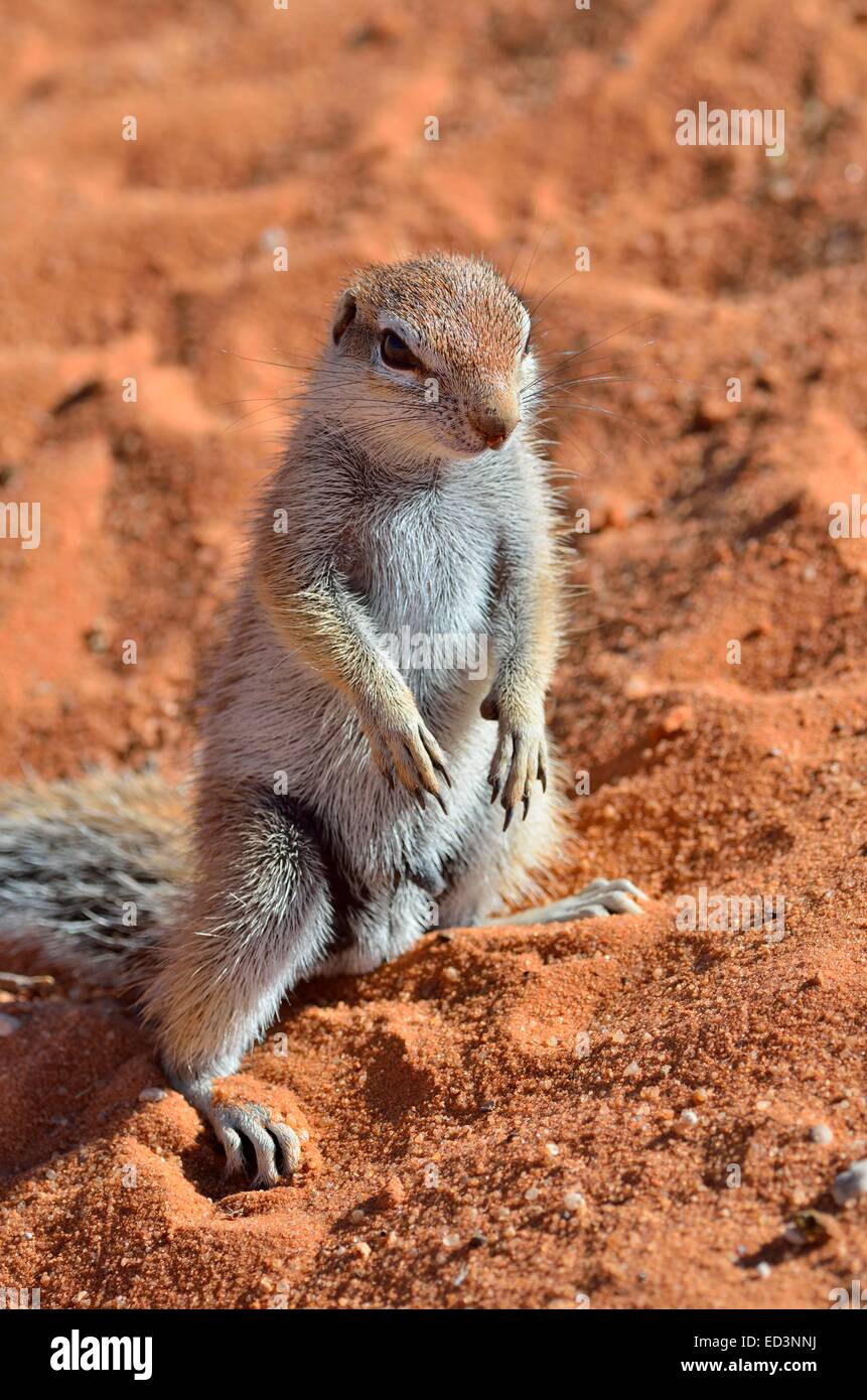 (Ha83 inauris), jeune homme debout dans le sable, Kgalagadi Transfrontier Park, Northern Cape, Afrique du Sud Banque D'Images