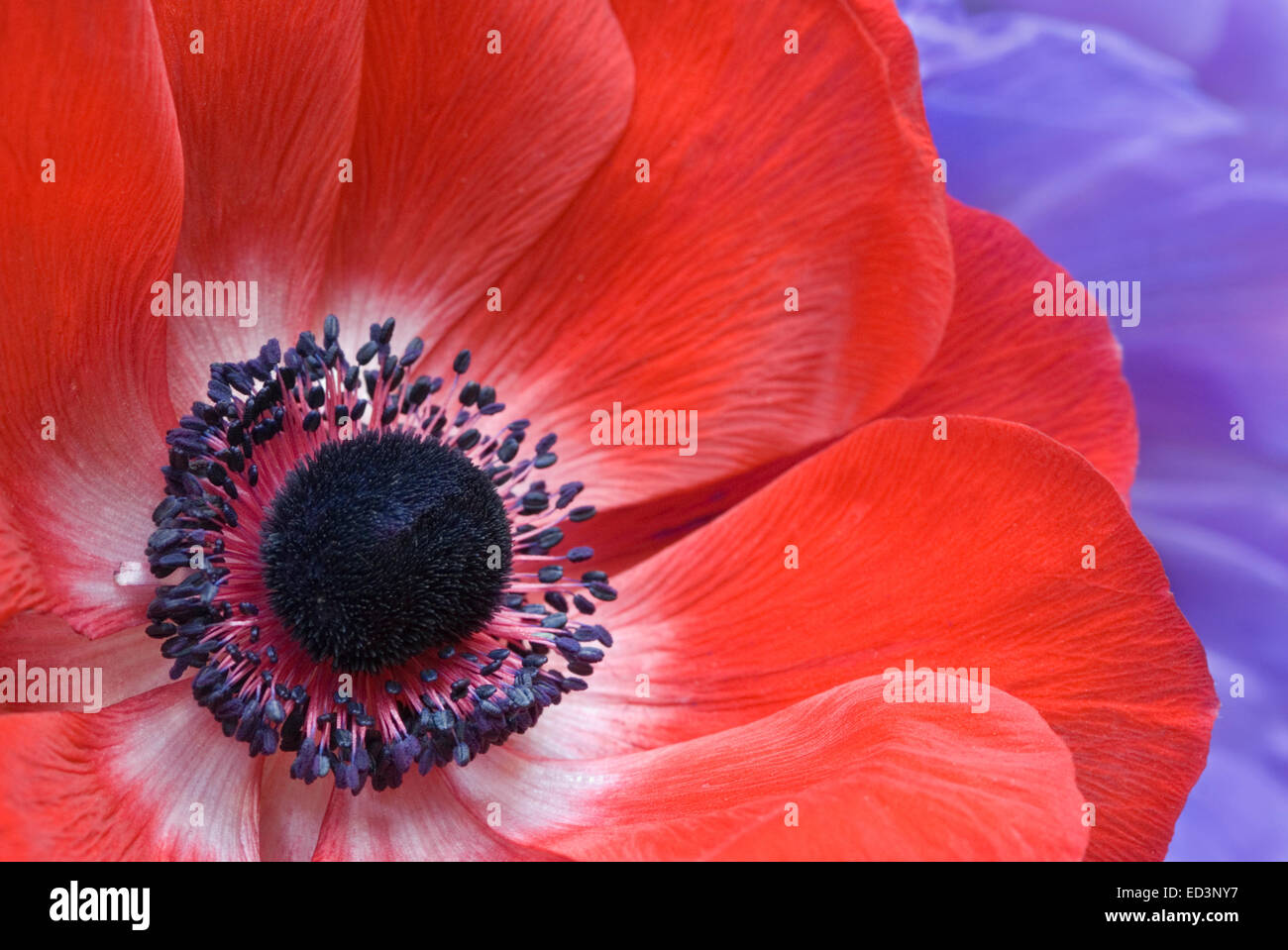 Fleurs Anémone Anémone CORONARIA - Banque D'Images