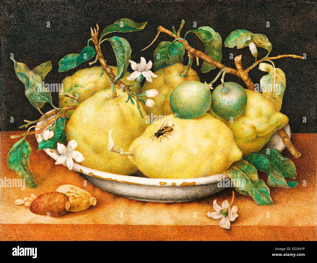 Giovanna Garzoni, Nature morte avec bol de citrons. Fin des années 1640. Tempera sur papier vélin. Le J. Paul Getty Museum, USA. Banque D'Images