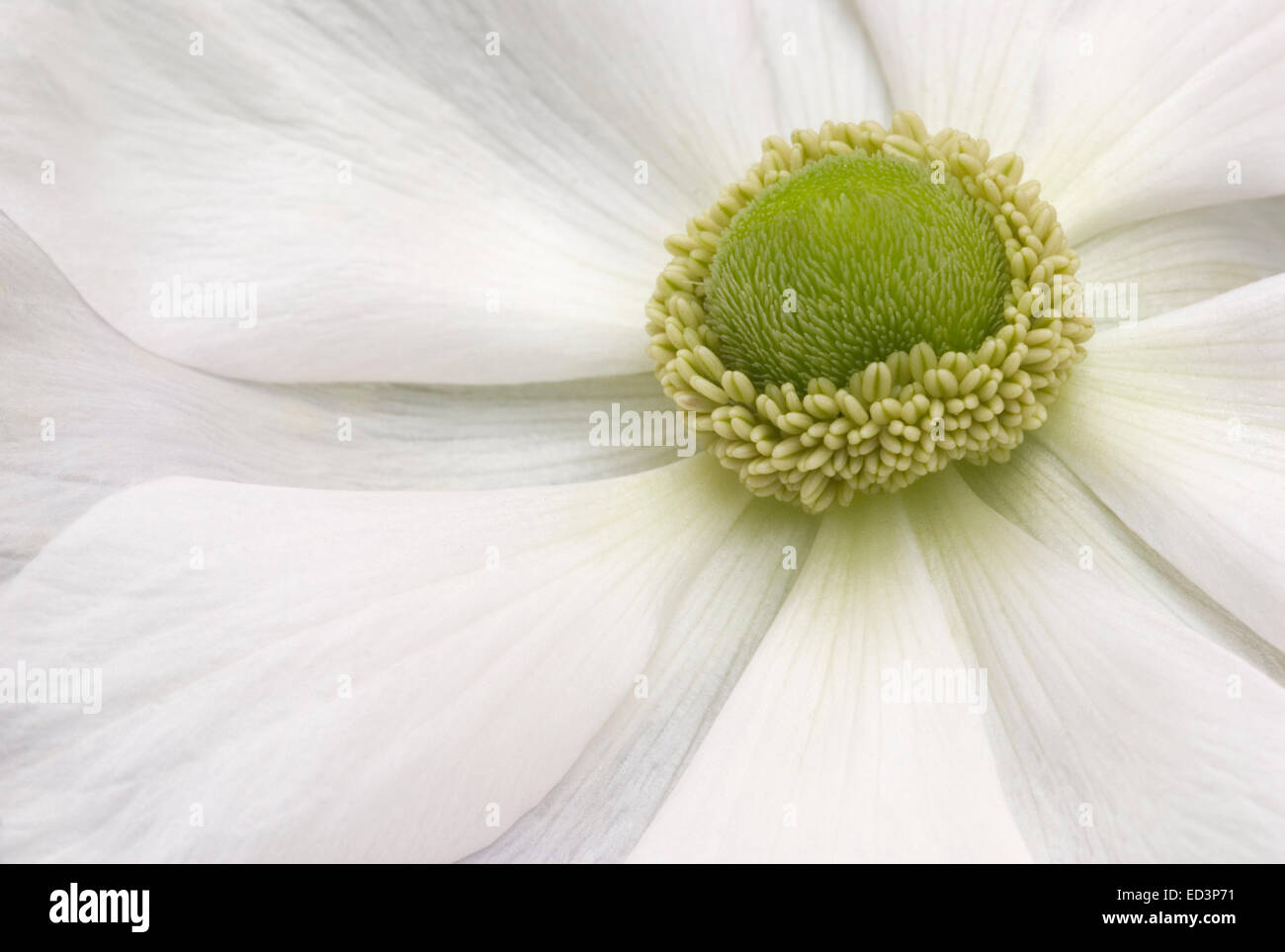 Anémone Anémone coronaria blanc - "La Bride' Banque D'Images