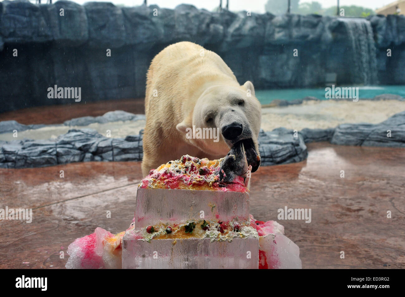 Singapour Zoo De Singapour A Singapour Dec 26 14 L Ours Polaire Inuka Mange Sa Glace D Anniversaire Gateau De Pate De Fruits De Saumon Et De Creme Au Zoo De Singapour A Singapour