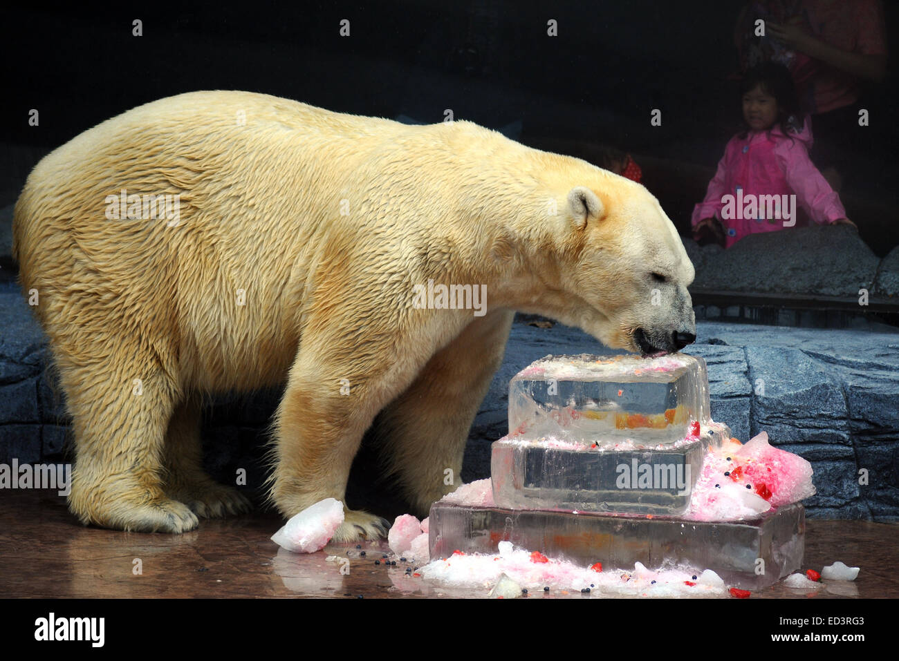 Singapour Zoo De Singapour A Singapour Dec 26 14 L Ours Polaire Inuka Mange Sa Glace D Anniversaire Gateau De Pate De Fruits De Saumon Et De Creme Au Zoo De Singapour A Singapour