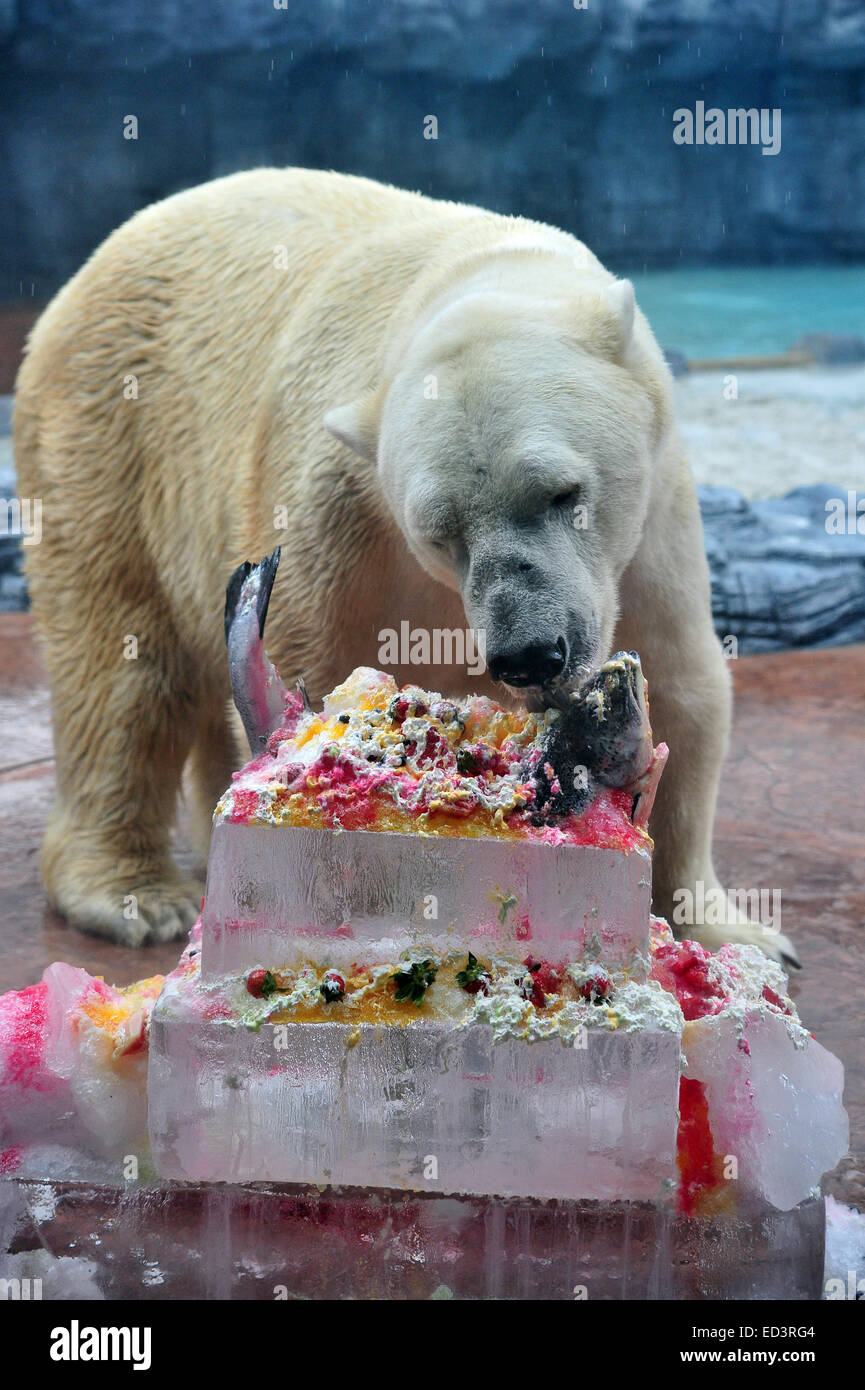 Singapour Zoo De Singapour A Singapour Dec 26 14 L Ours Polaire Inuka Mange Sa Glace D Anniversaire Gateau De Pate De Fruits De Saumon Et De Creme Au Zoo De Singapour A Singapour