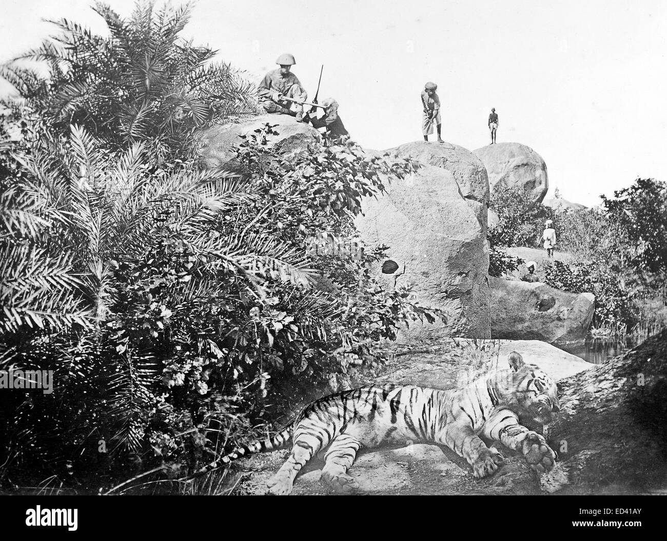 La chasse des tigres en Inde au cours des années 1880 Banque D'Images