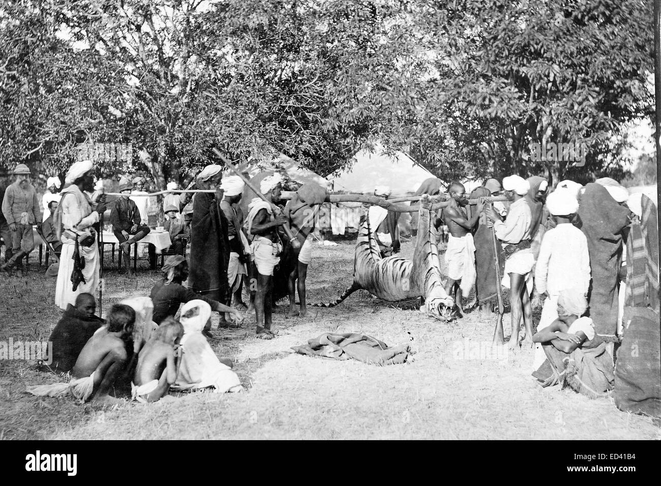 La chasse des tigres en Inde pendant les années 1880, un tigre est mis en camp Banque D'Images