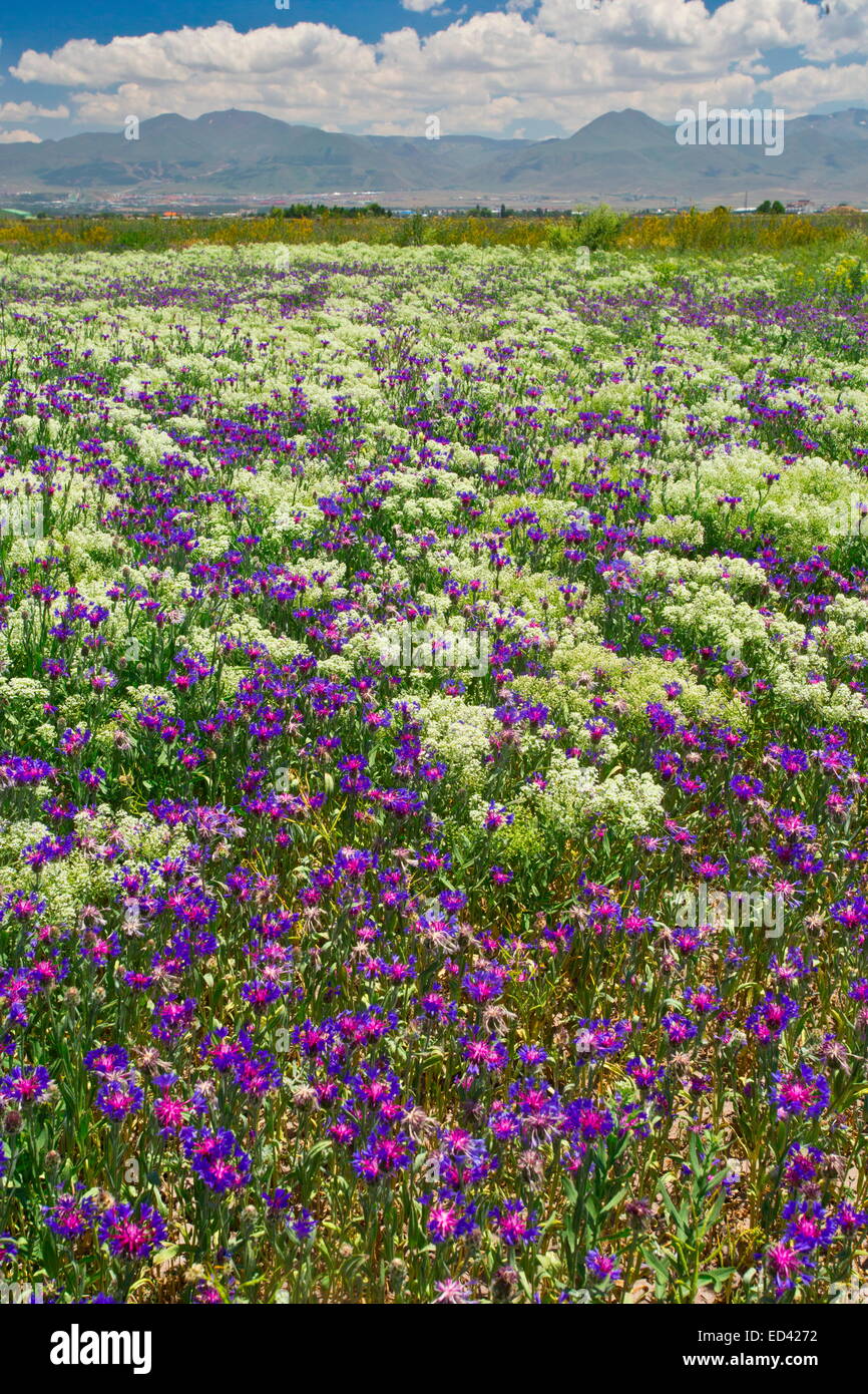 Champ non cultivé dominé par un bleuet, Centaurea depressa, près d'Erzurum, est de la Turquie. Banque D'Images
