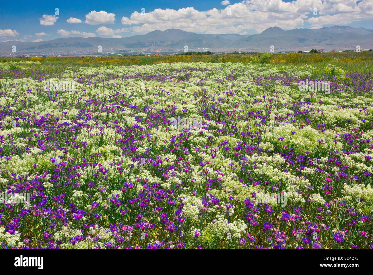 Champ non cultivé dominé par un bleuet, Centaurea depressa, près d'Erzurum, est de la Turquie. Banque D'Images