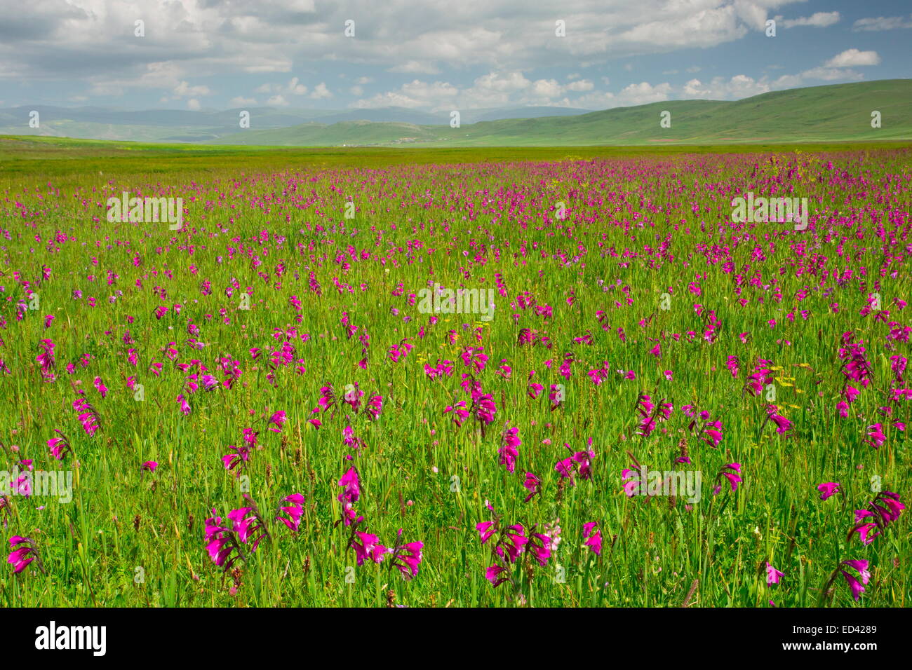 Plein d'un Marais, Gladiolus gladiolus sauvages près de kotschyanus Cildir, loin dans l'est de la Turquie Banque D'Images