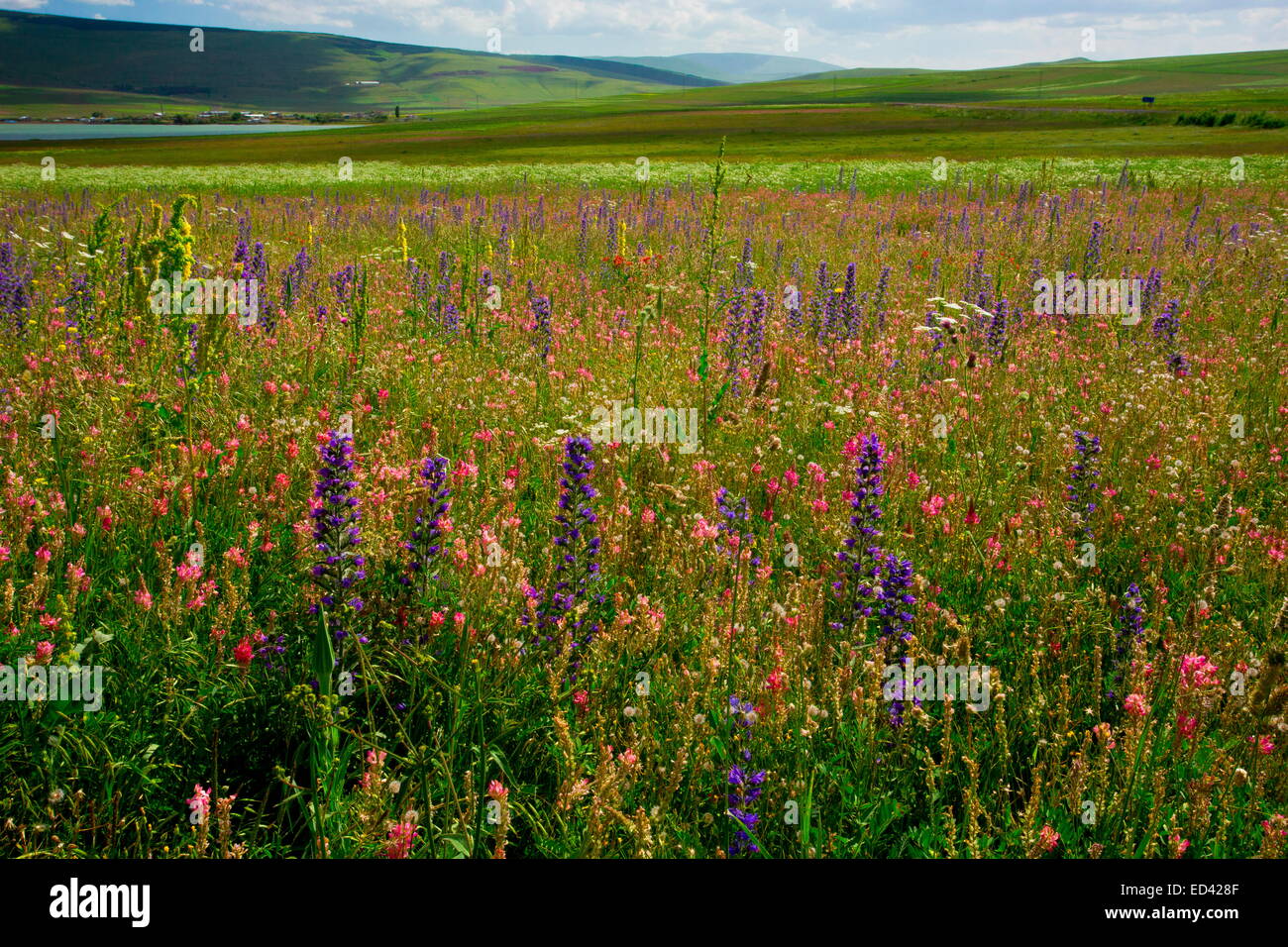 Les prairies fleuries intensément - avec la vipère, Vipérine commune Sainfoin etc - autour du lac d'Aktas Golu au loin au nord-est de la Turquie. Banque D'Images