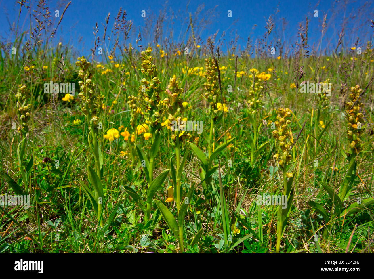 Masses de Frog Orchid, Dactylorhiza viride dans les prairies de montagne, Turquie Banque D'Images