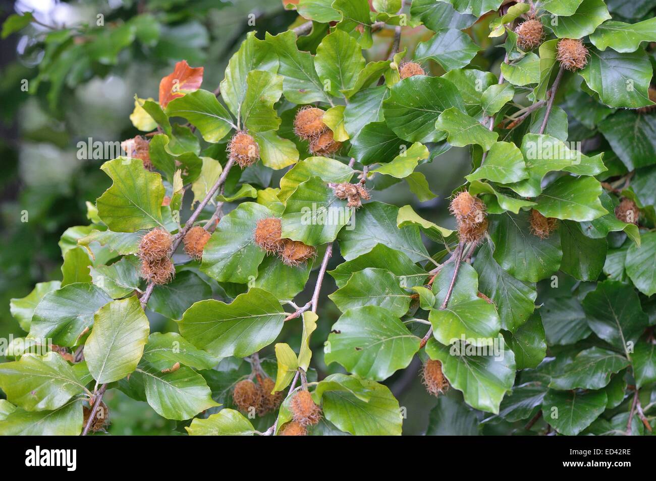 Hêtre européen - hêtre commun (Fagus sylvatica - Beechnut) dans le secteur des fruits à l'automne Banque D'Images