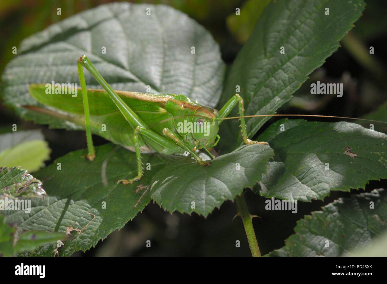 (Tettigonia viridissima) femmes en été Aveyron - France Banque D'Images