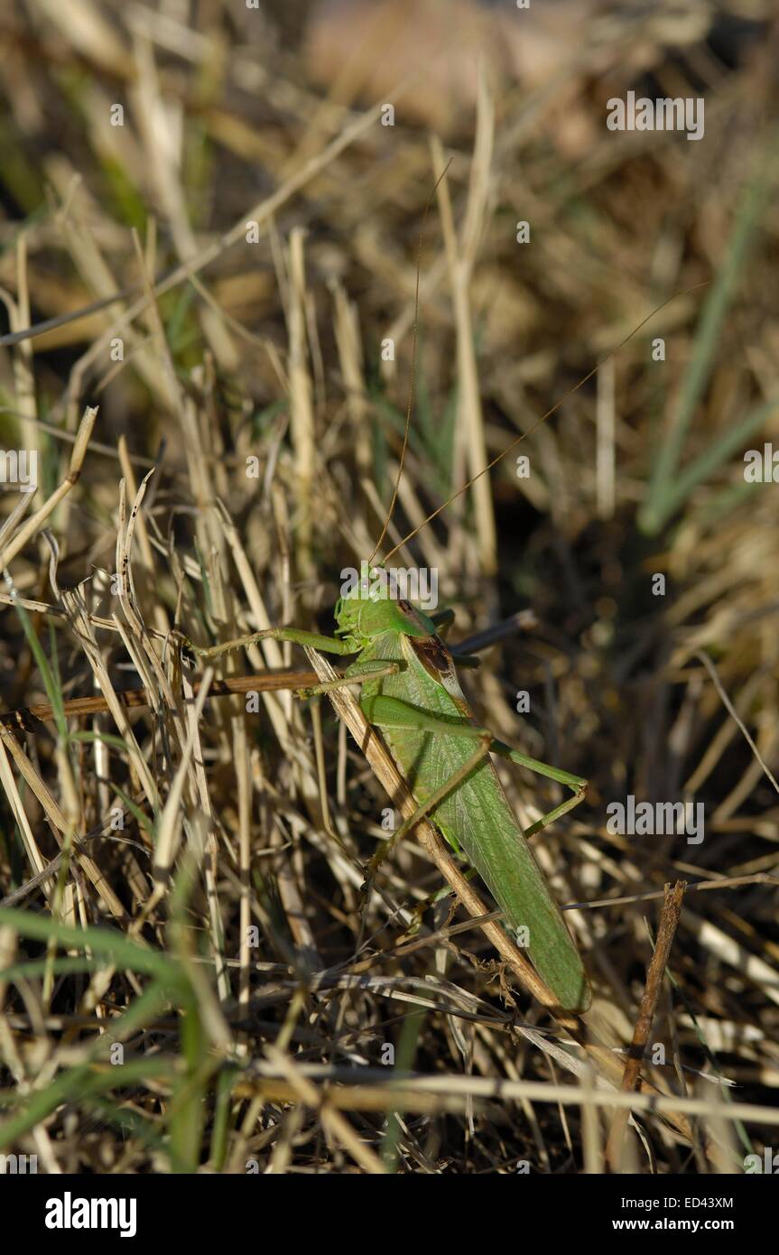 (Tettigonia viridissima) mâle en été Provence - France Banque D'Images