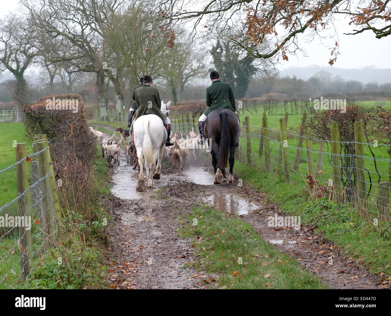 Boxing day traditionnelles faites glisser hunt dans le Somerset, à Axbridge. 26 Décembre 2014 Banque D'Images