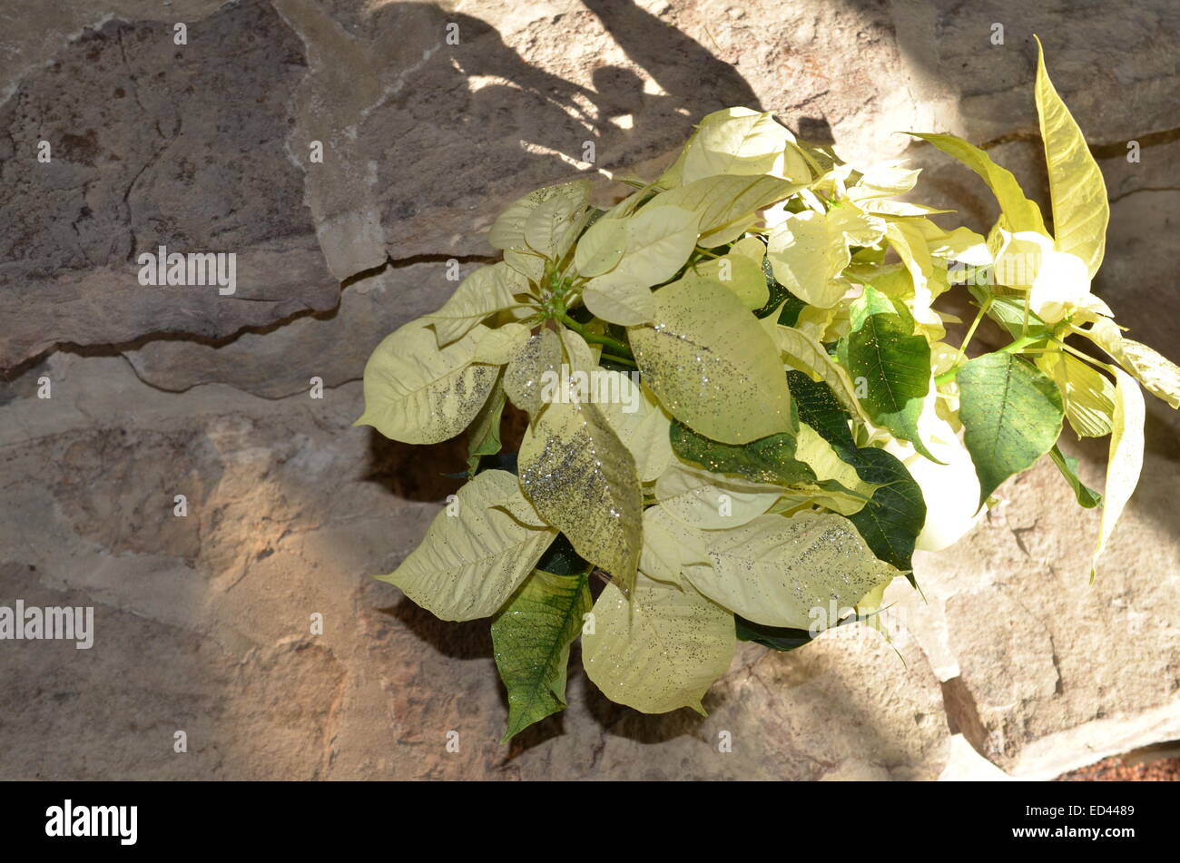 Poinsettia blanc sur l'étape de la pierre Banque D'Images