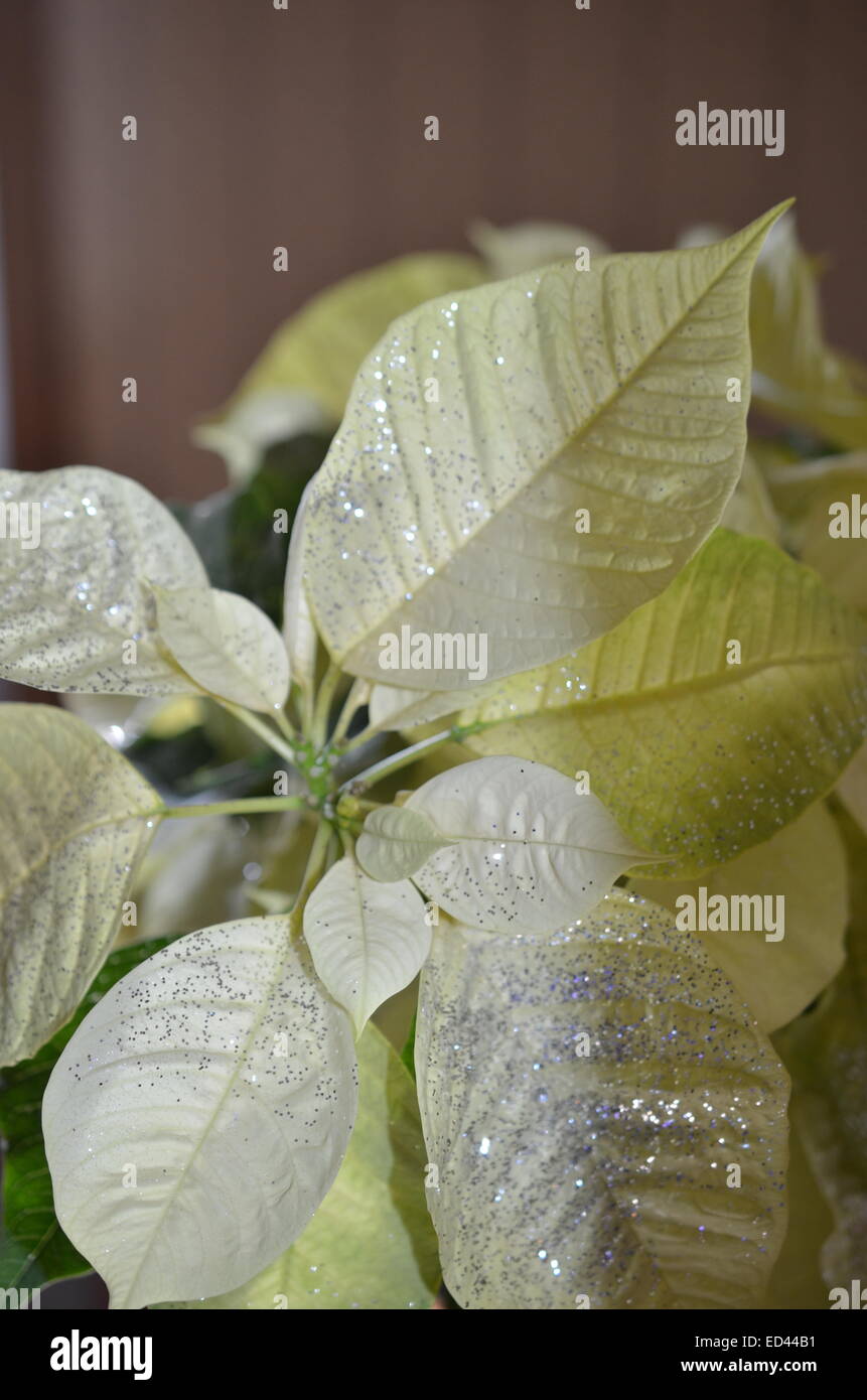 Poinsettia blanc close up Banque D'Images