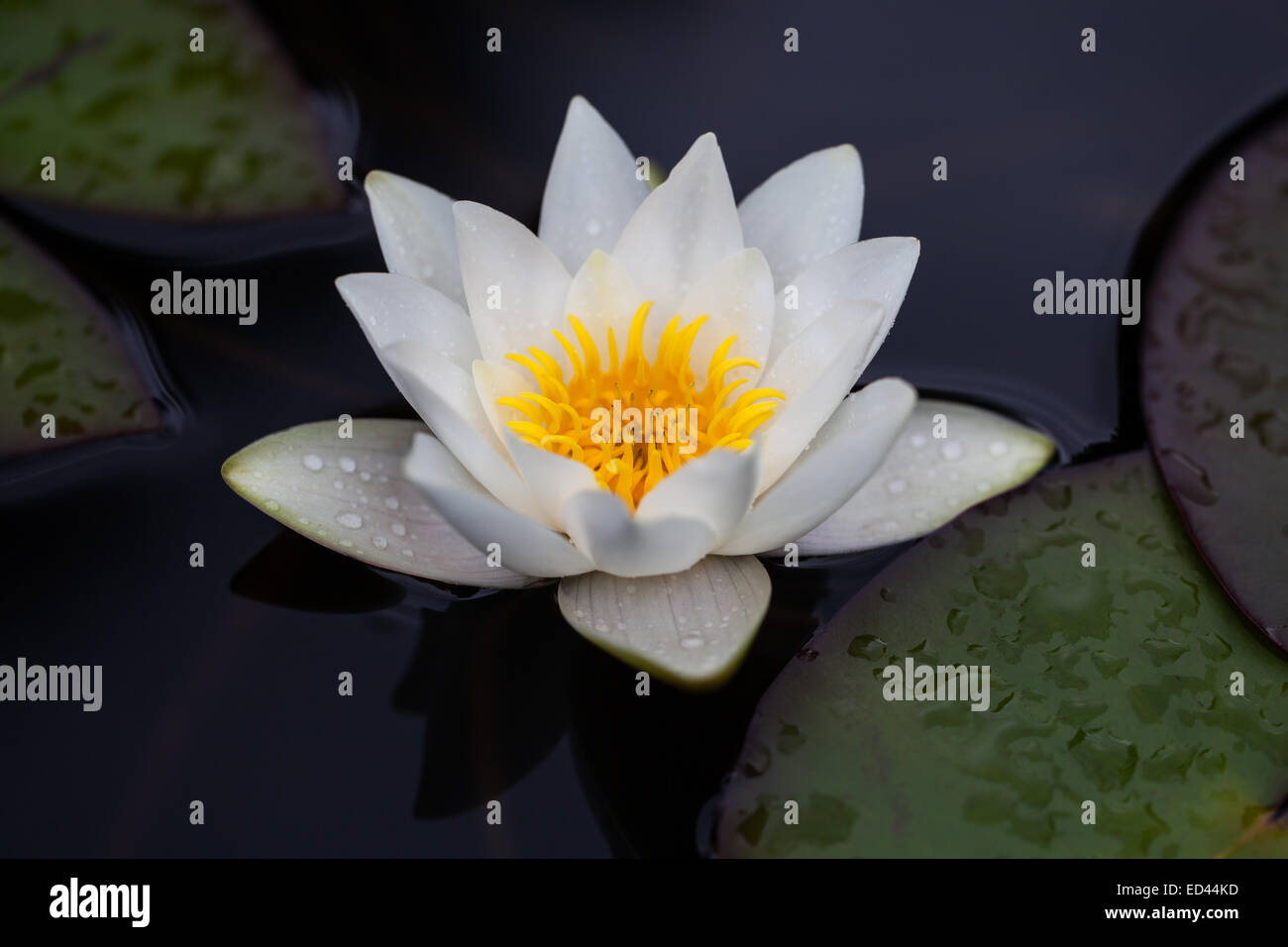 Image de fleurs de lys d'eau de pluie ahter Banque D'Images