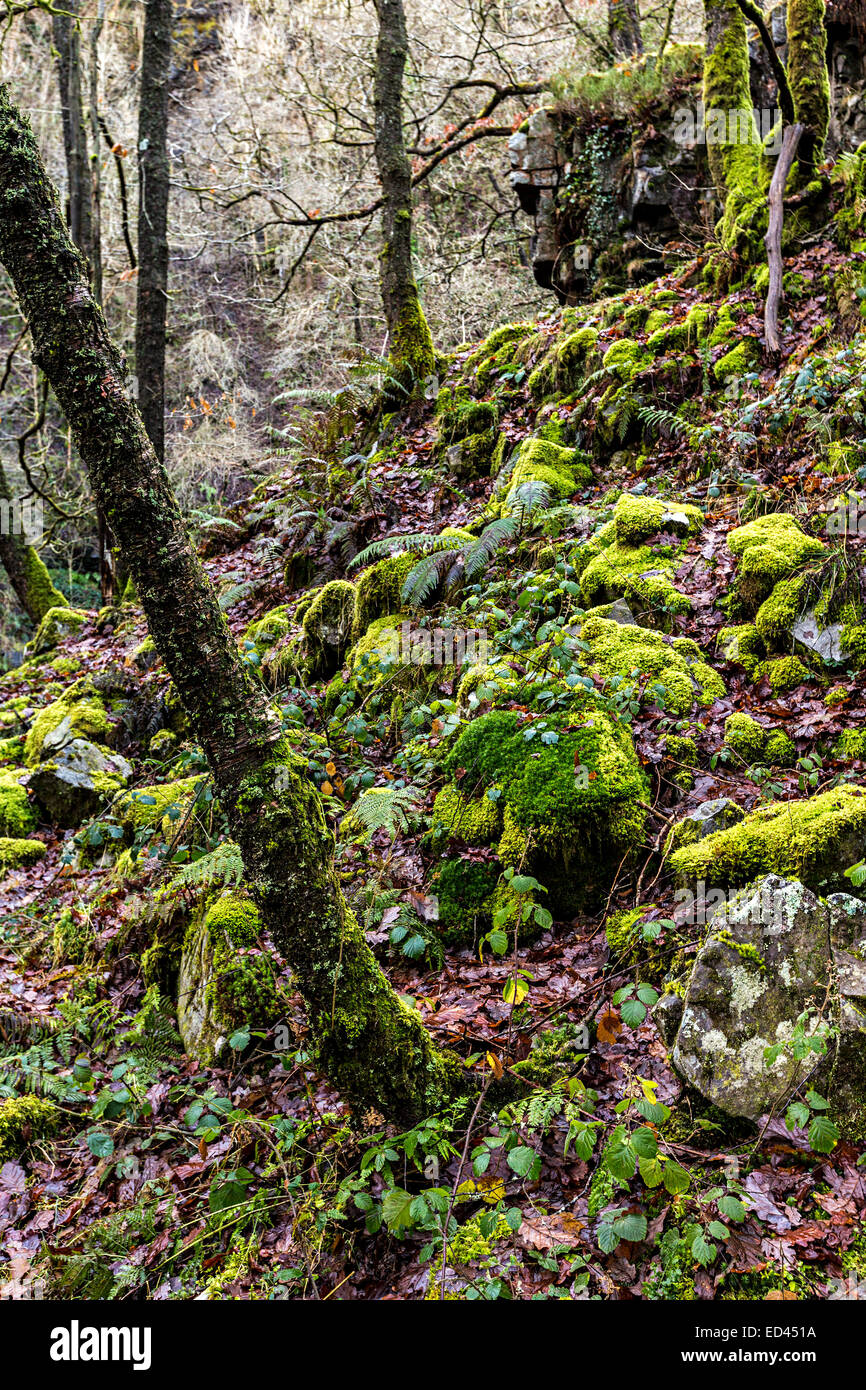 Des roches couvertes de mousse dans les boisés, Pontneddfechan, Pays de Galles, Royaume-Uni Banque D'Images