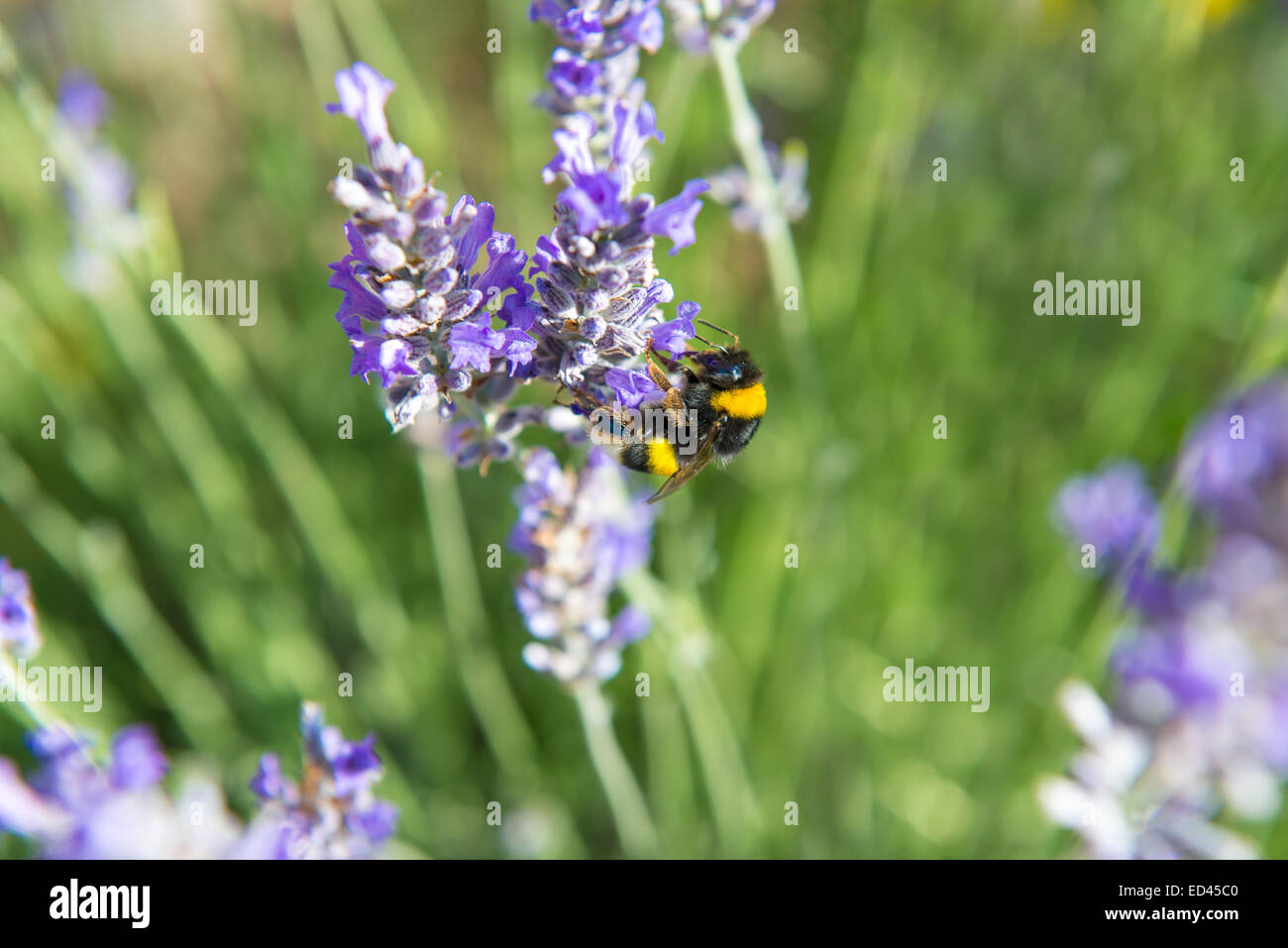 Bumblebee la collecte du pollen de fleurs de lavande, Espagne Banque D'Images