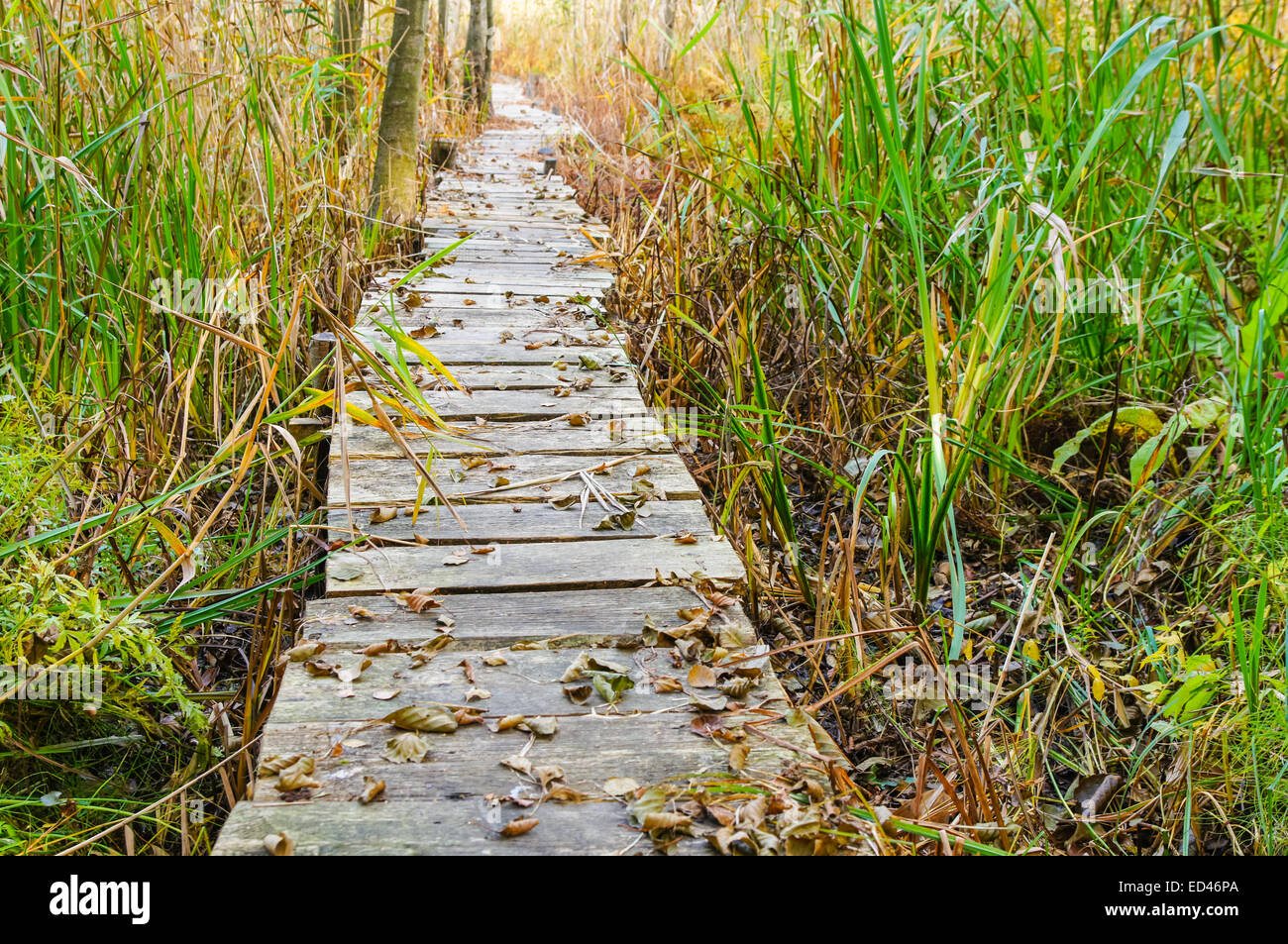 Vieux trottoir de bois coupe à travers les roseaux Banque D'Images