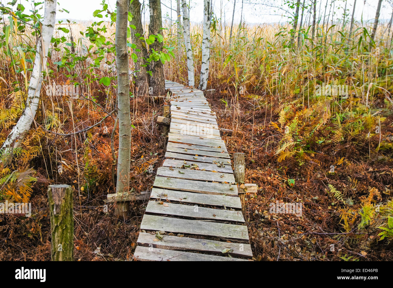 Vieux trottoir de bois coupe à travers les roseaux Banque D'Images
