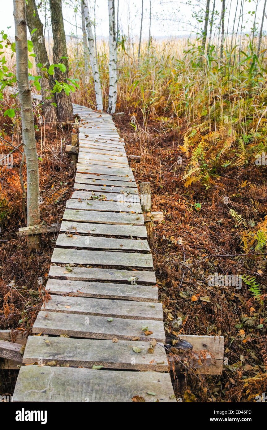 Vieux trottoir de bois coupe à travers les roseaux Banque D'Images