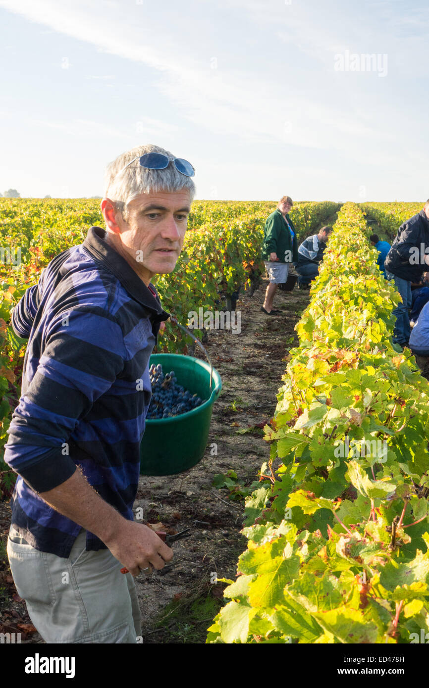 Francueil village, dans le centre de la France. Journée des vendanges au vignoble local, man holding seau et sécateurs Banque D'Images