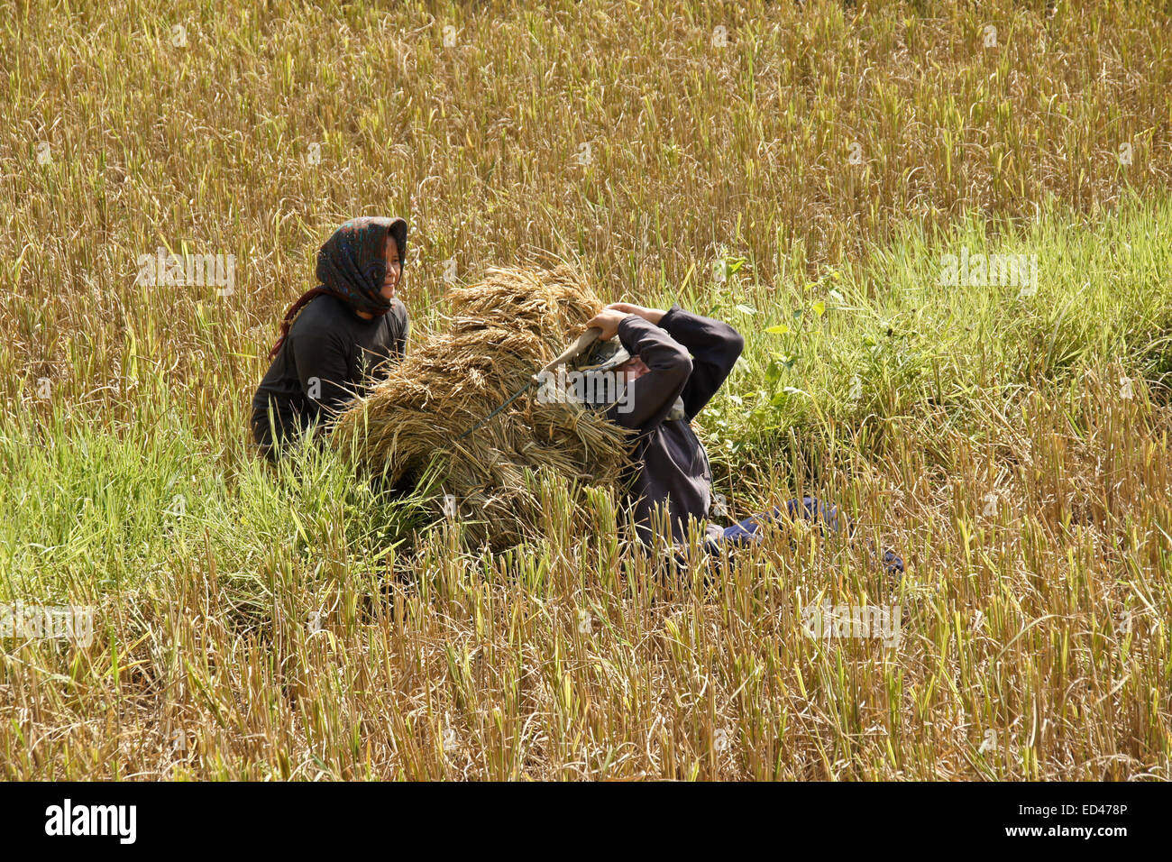 Les femmes de la récolte du riz au Laos Banque D'Images