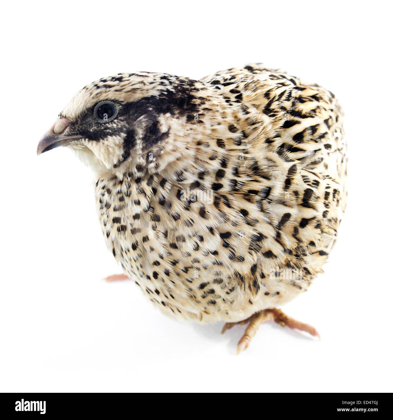 Les cailles isolé sur fond blanc Banque D'Images