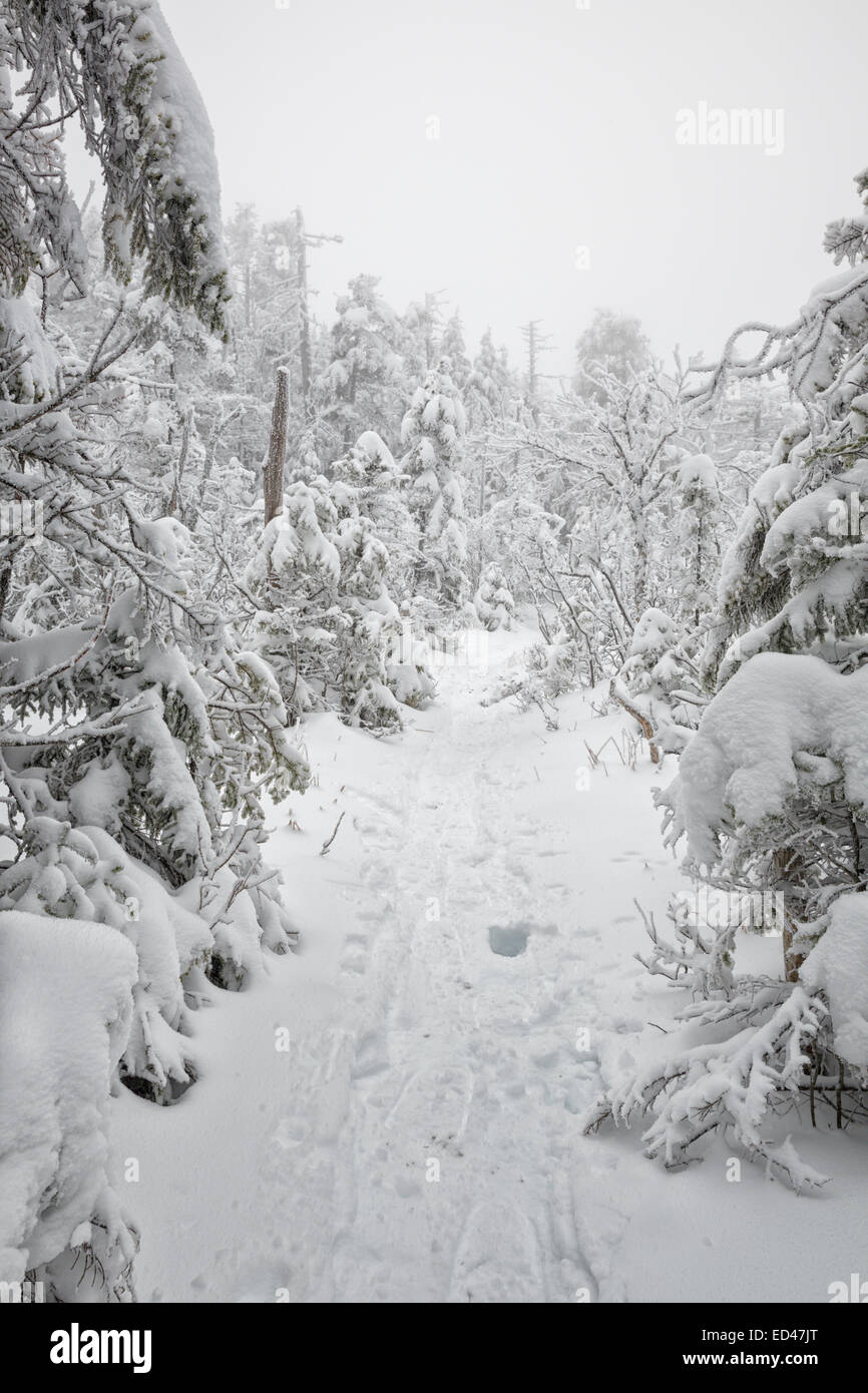 La forêt couverte de neige le long de l'Appalachian Trail (Kinsman Ridge Trail) dans la région de Kinsman encoche des Montagnes Blanches du New Hampshire, USA Banque D'Images