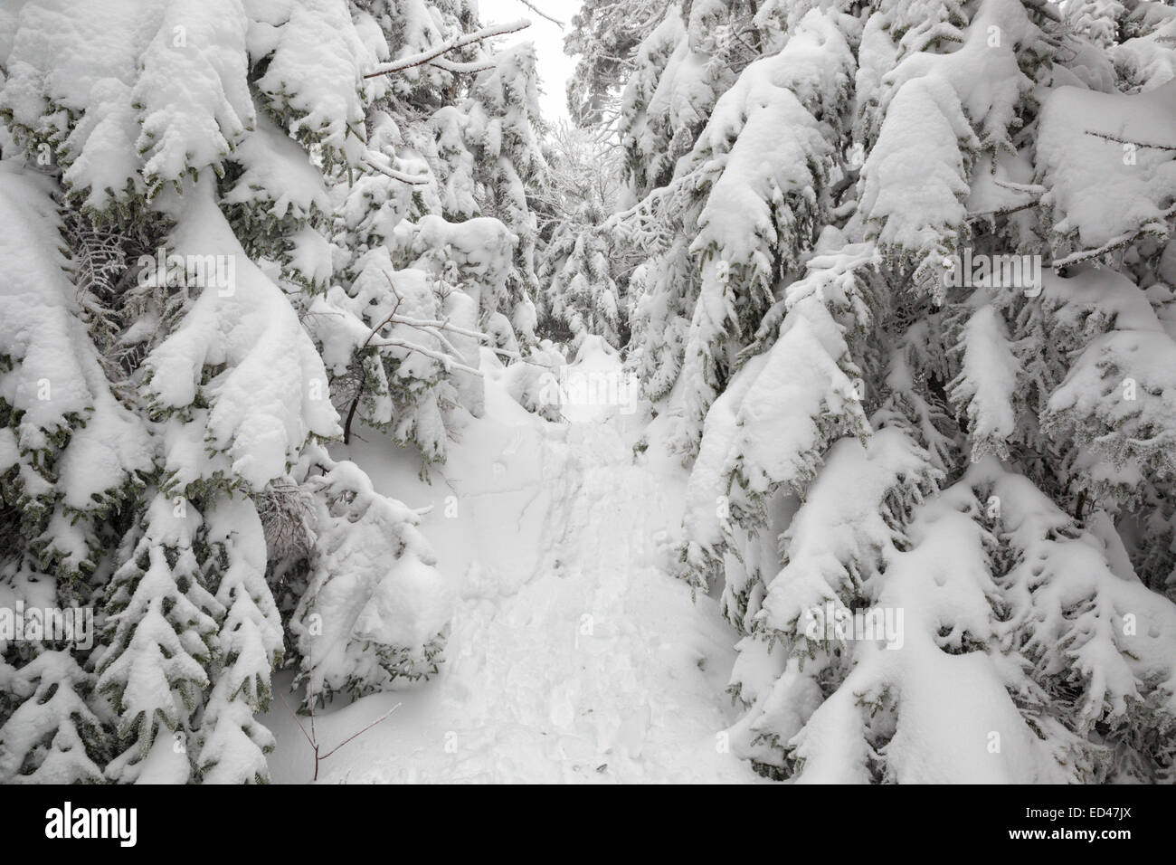 La forêt couverte de neige le long de l'Appalachian Trail (Kinsman Ridge Trail) dans la région de Kinsman encoche des Montagnes Blanches du New Hampshire, USA Banque D'Images