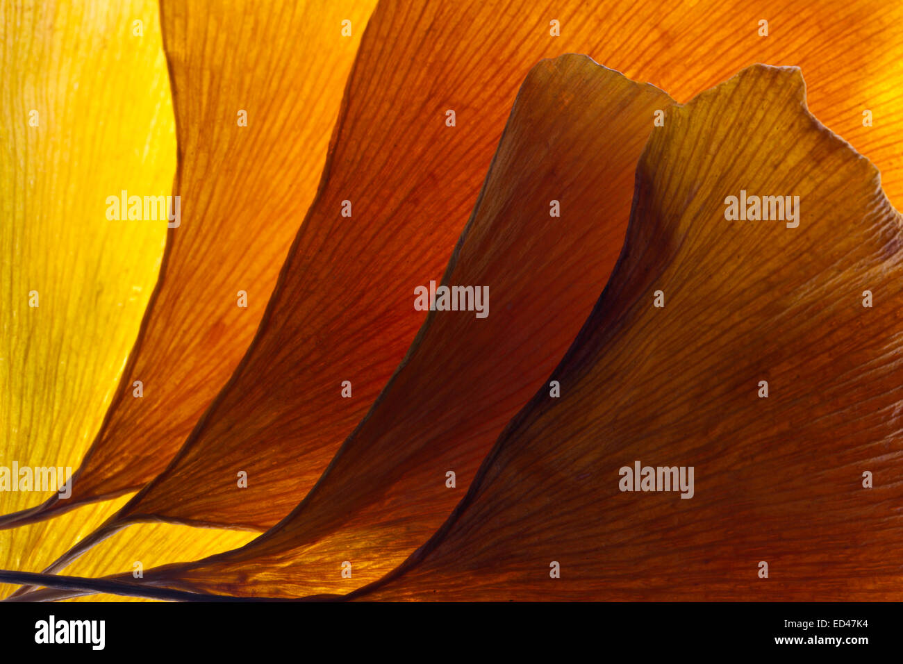Modèle rétroéclairé de jaune et brun le gingko biloba feuilles Banque D'Images