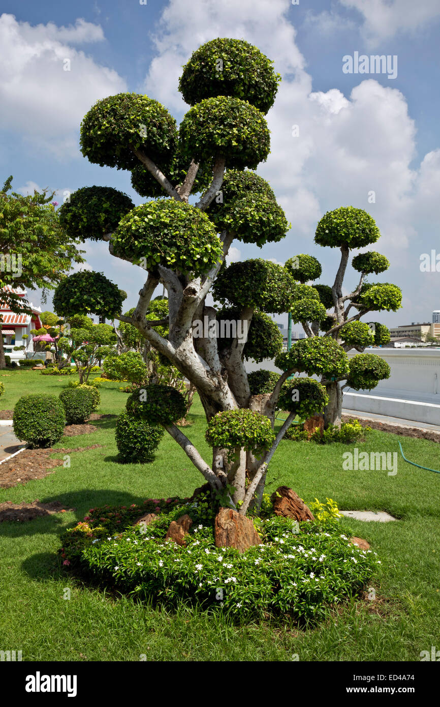 Thaïlande - un arbre élagué avec précaution sur les rives de la rivière Chao Phraya à la Mae Nam Chao Phraya, (Temple de l'aube), Bangkok. Banque D'Images