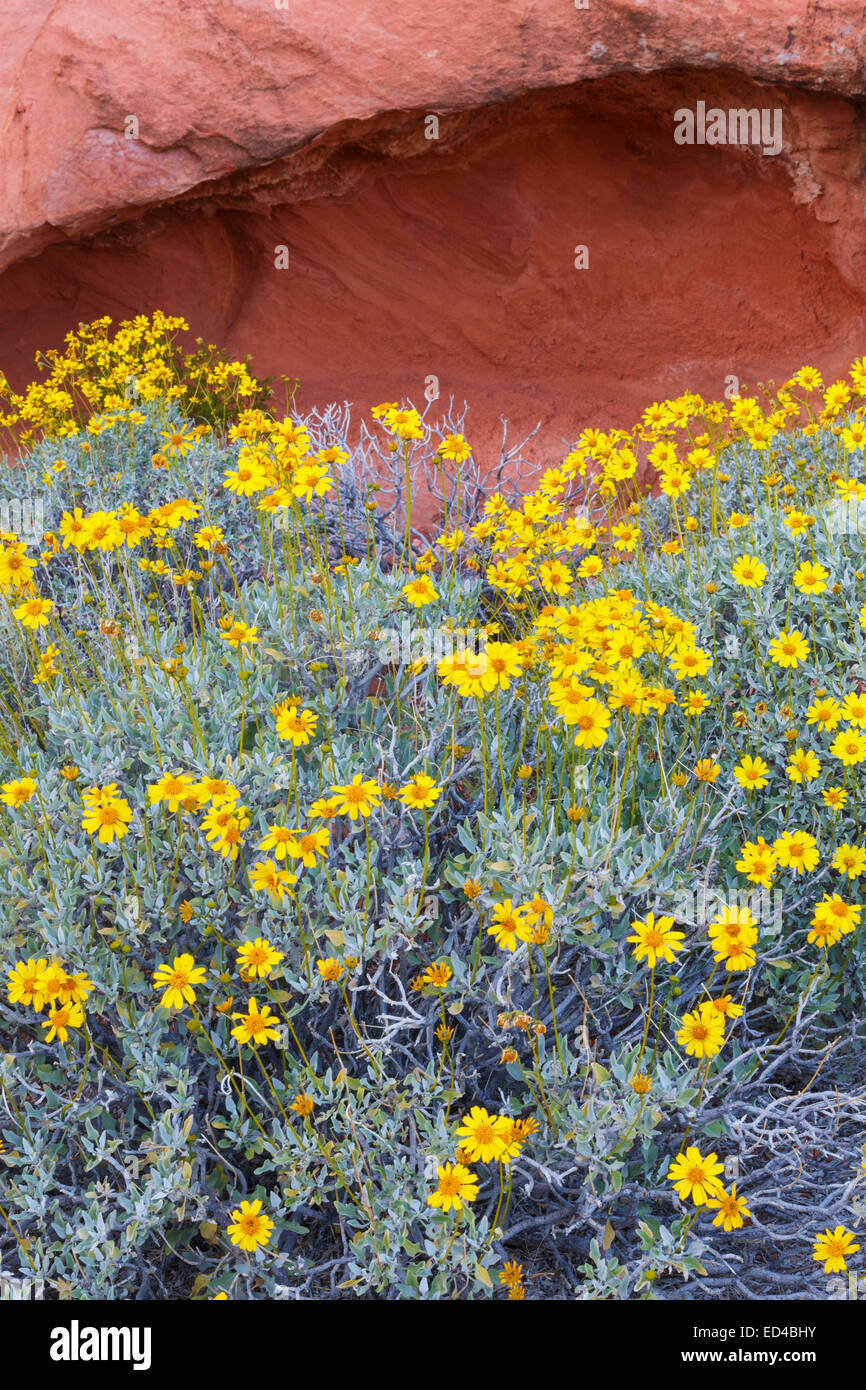 La Vallée de Feu State Park, près de Las Vegas, Nevada. Banque D'Images