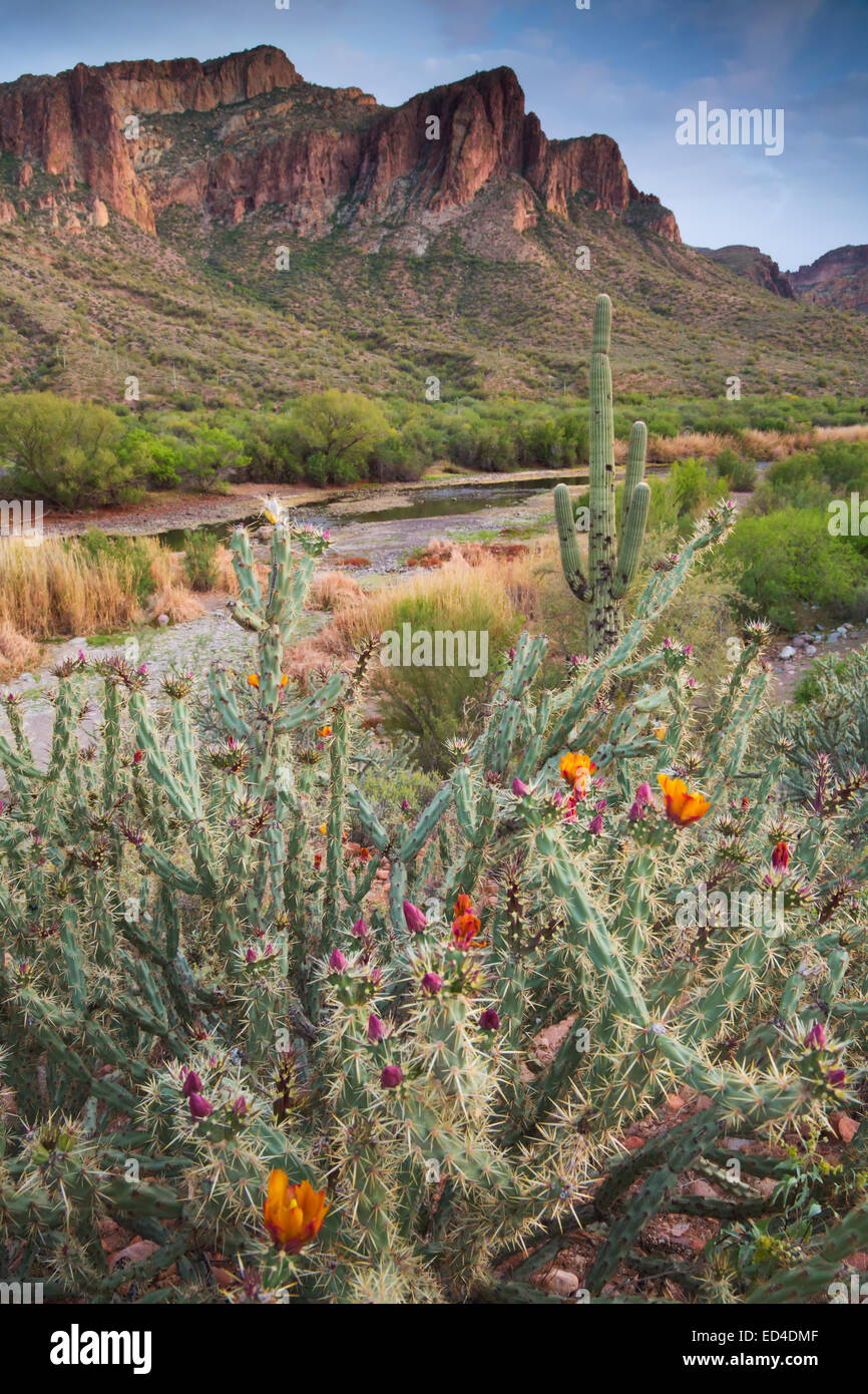 Rivière Salée, Tonto National Forest, à l'Est de Phoenix, Arizona. Banque D'Images