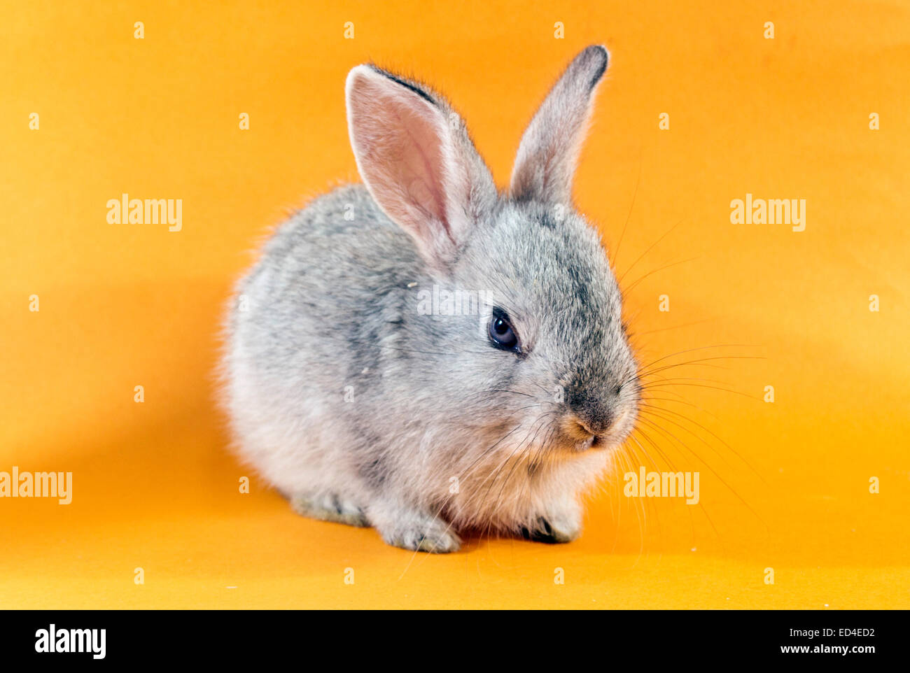 Lapin Gris sur fond orange Banque D'Images