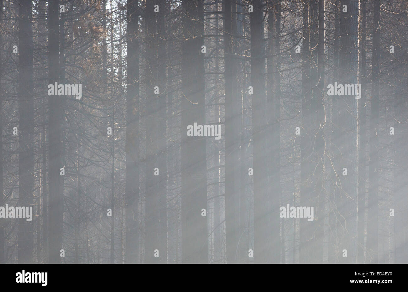 Le Roi incendie qui a détruit des milliers d'acres de la forêt nationale d'El Dorado, en Californie, au Royaume-Uni. Banque D'Images
