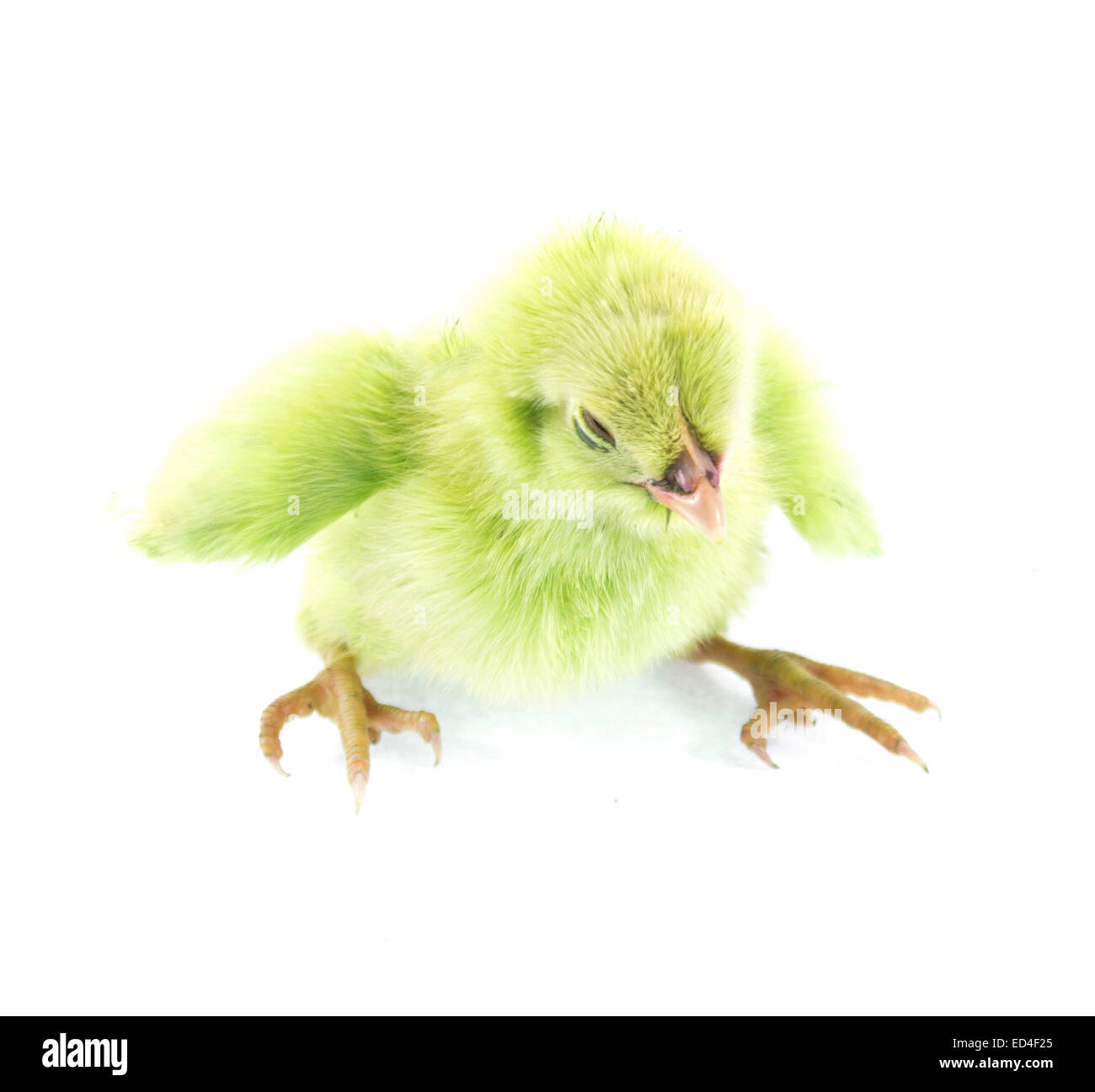 Little Green live animal poulet isolé sur fond blanc Banque D'Images