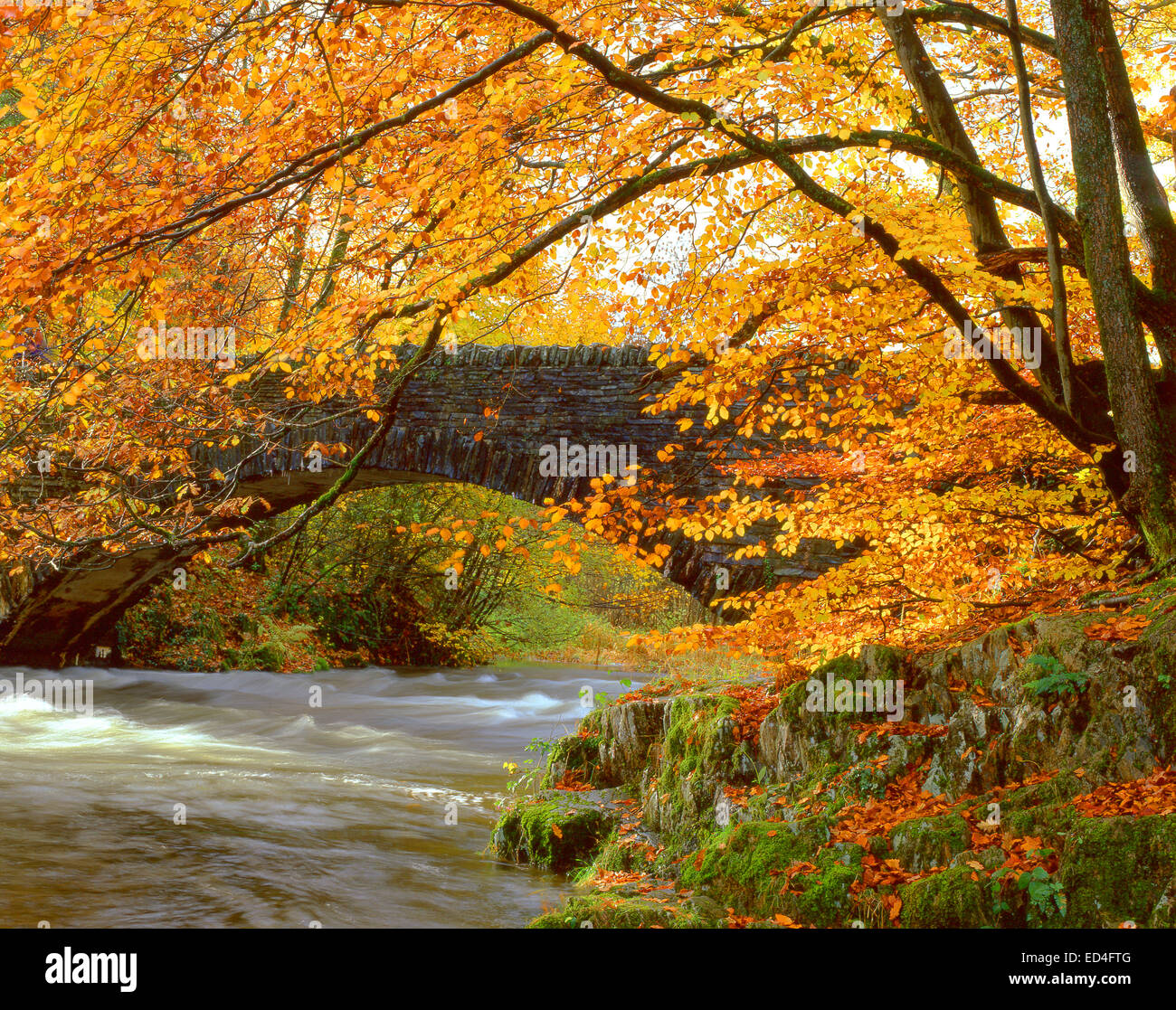 Angleterre : la rivière Brathay, Clappersgate, Cumbria Banque D'Images
