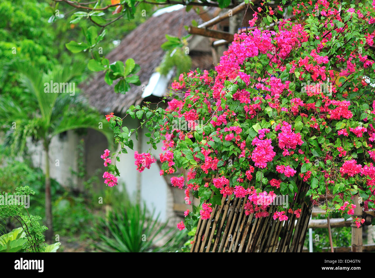 Bougainvillea en Philippines Moalboal Banque D'Images