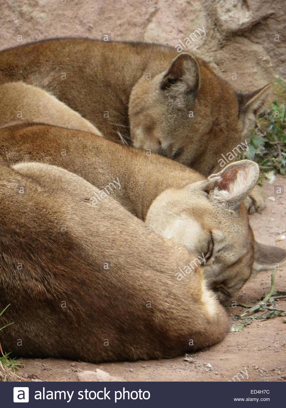 puma perou puma perou
