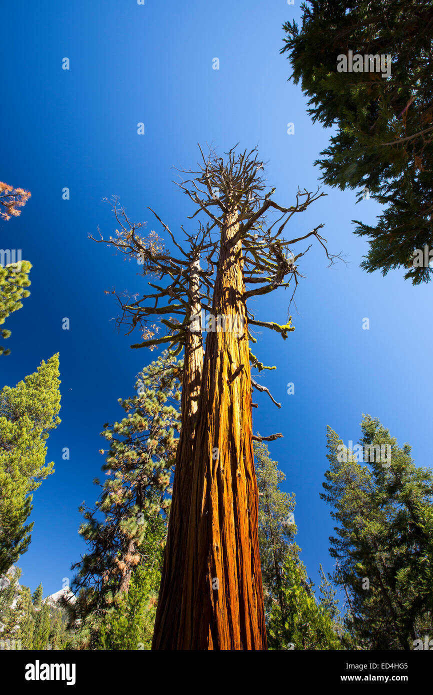 Un arbre mort au dessus du Nevada Fall dans la petite vallée de Yosemite, Yosemite National Park, California, USA. Banque D'Images